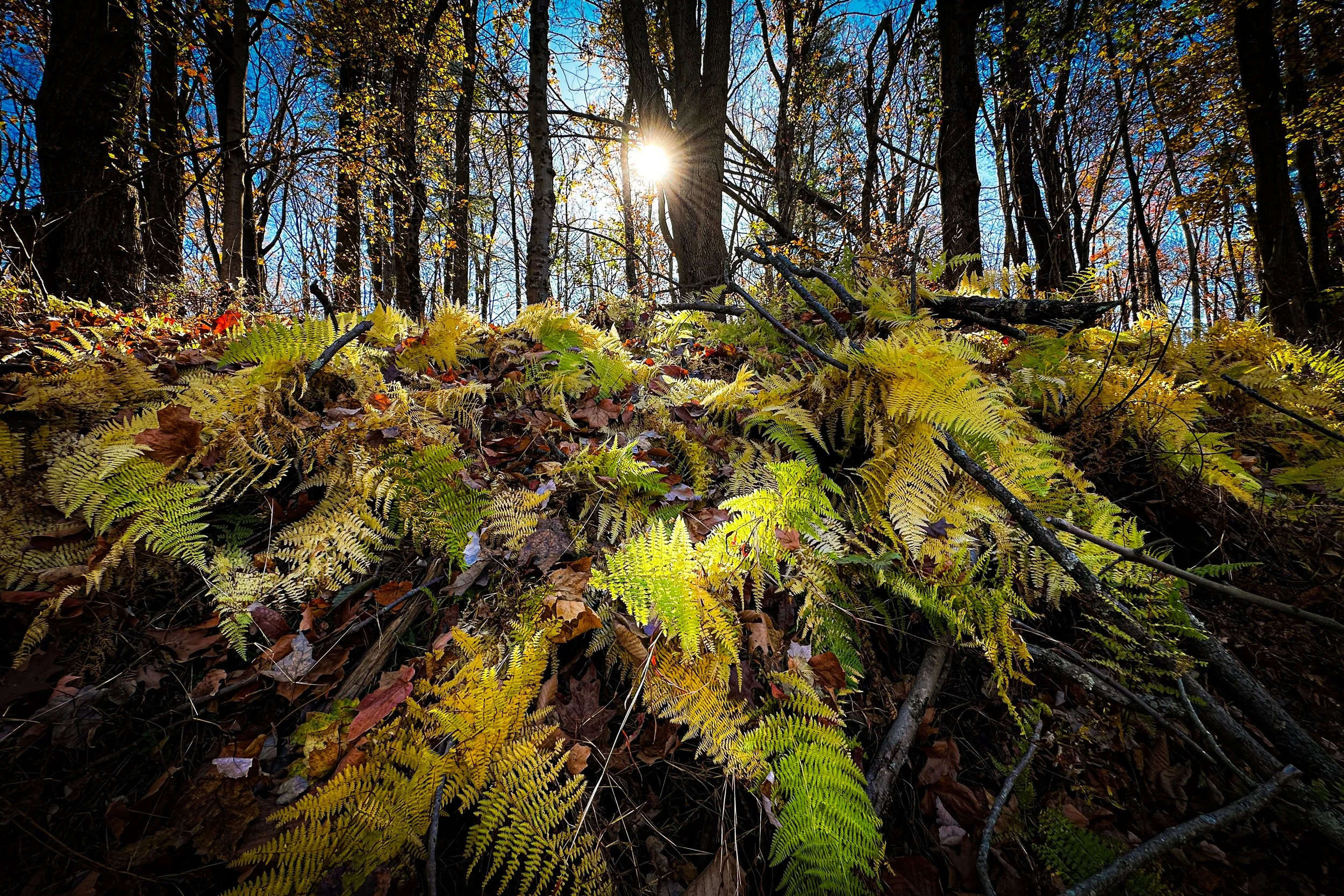 IMG_6772-2-2 copy 3.jpg