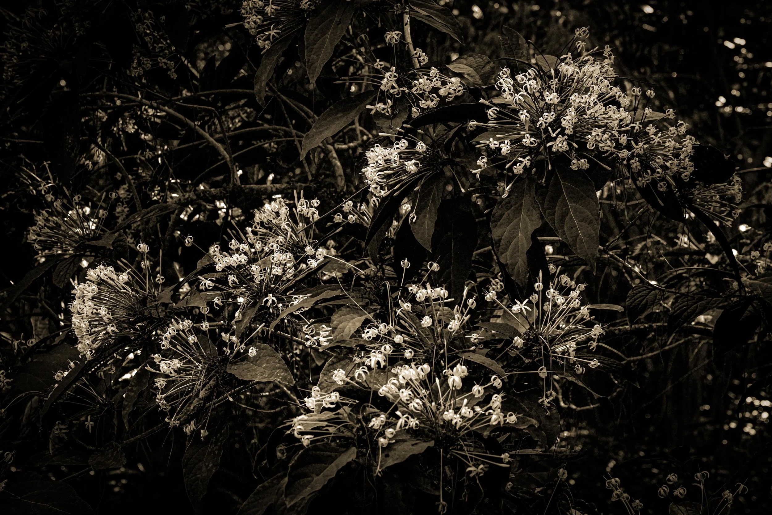 _DSC3551-4-2 copy.jpg