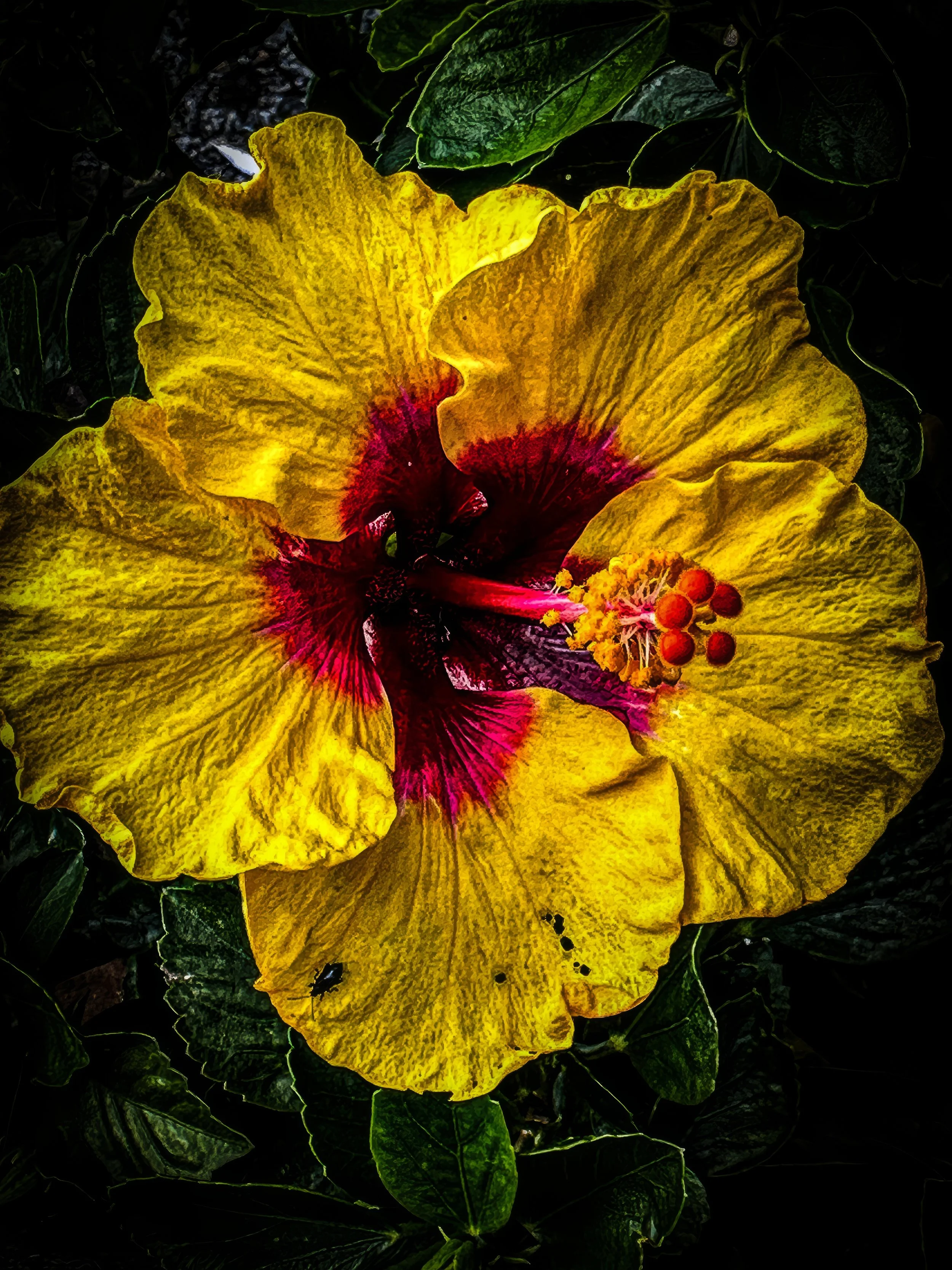 IMG_3694-2 copy-2-topaz-enhance-2x copy.jpg