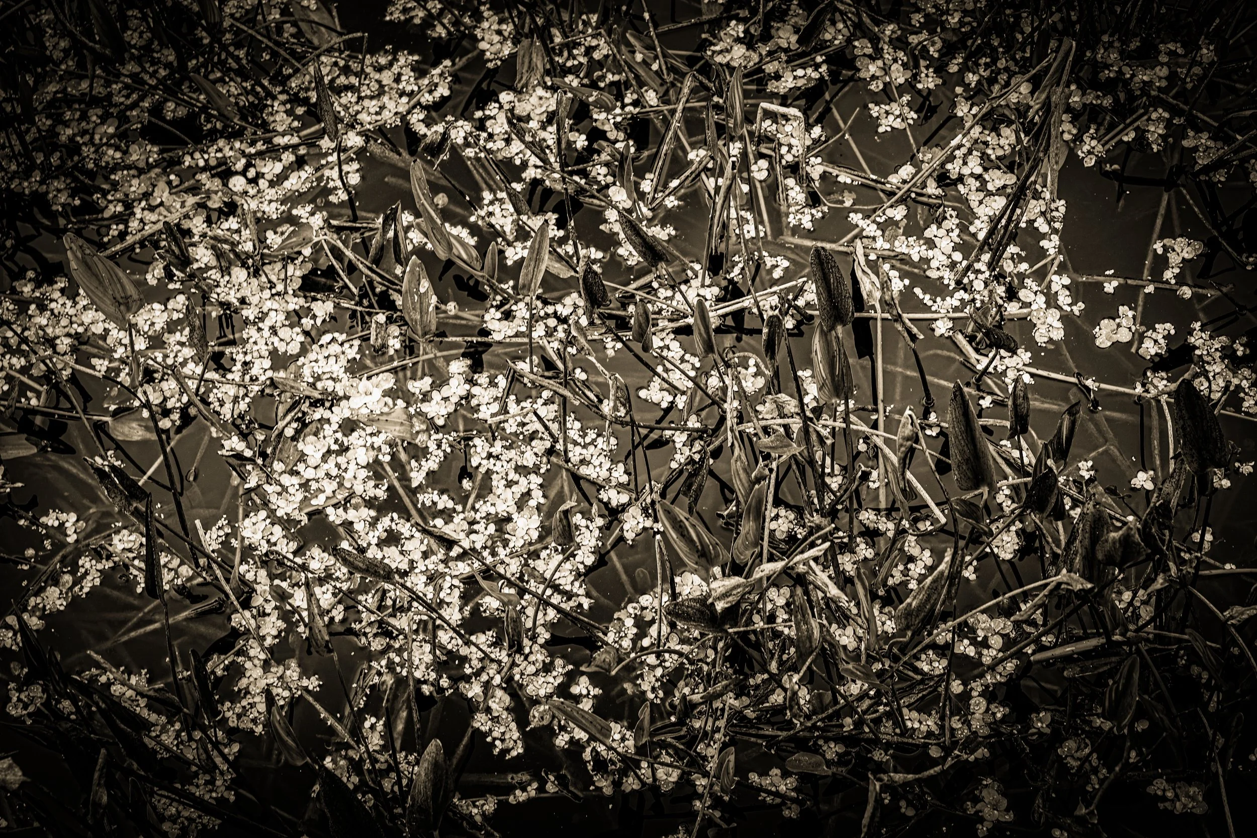 _DSC3703-4-2 copy.jpg