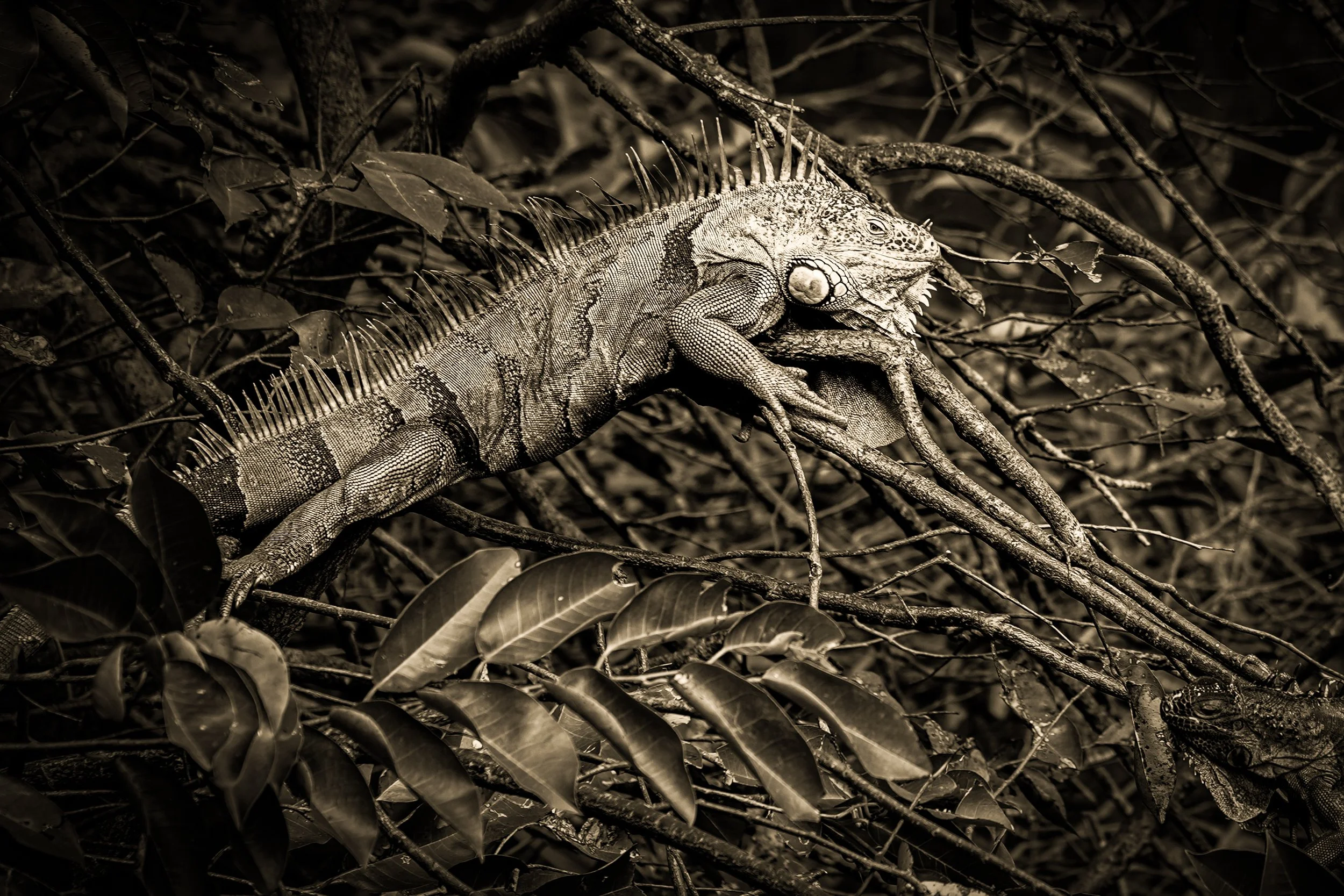 _DSC3595-2-4-2 copy.jpg