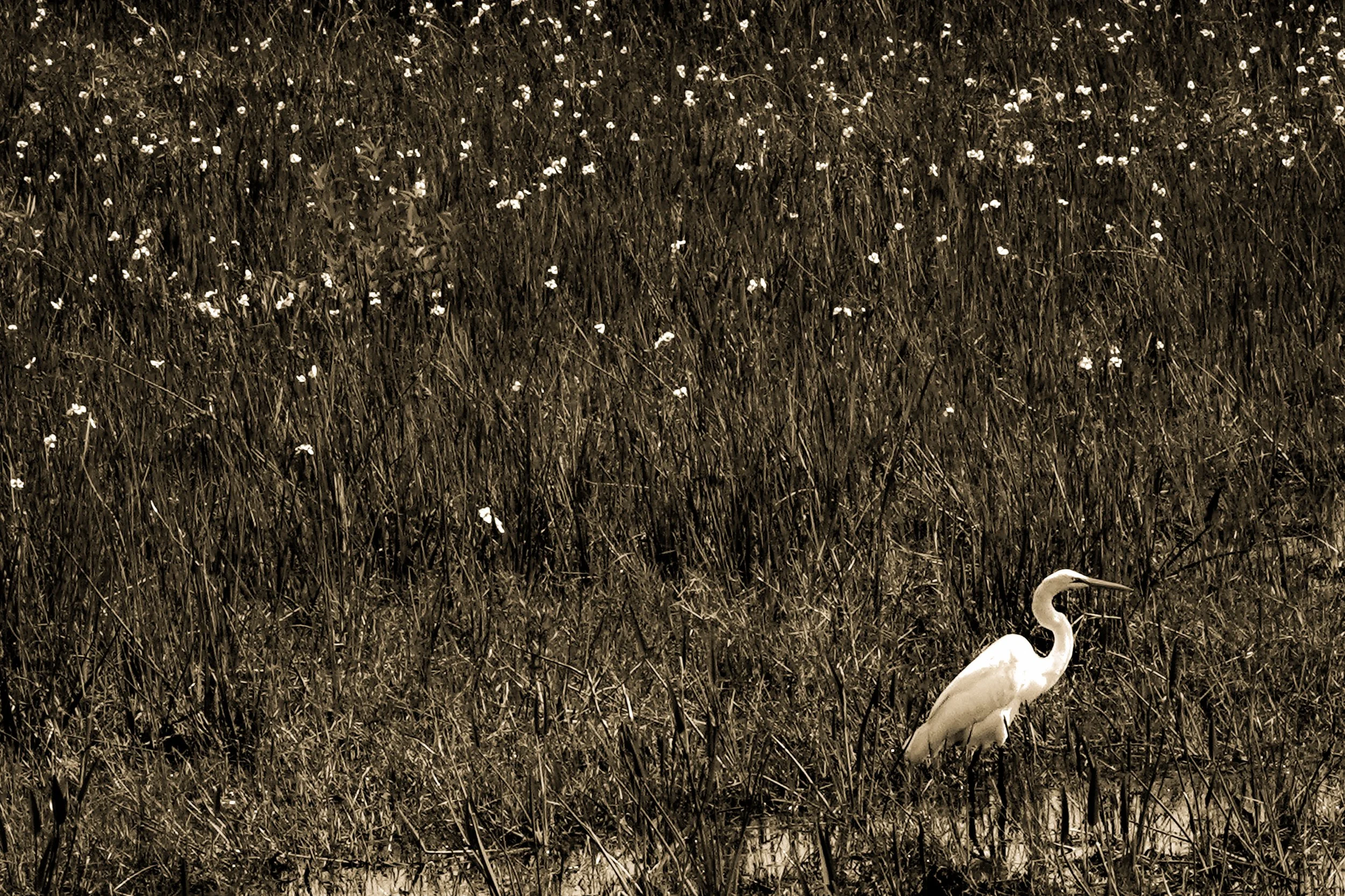 _Fla.nat.pres-18 copy-2.jpg