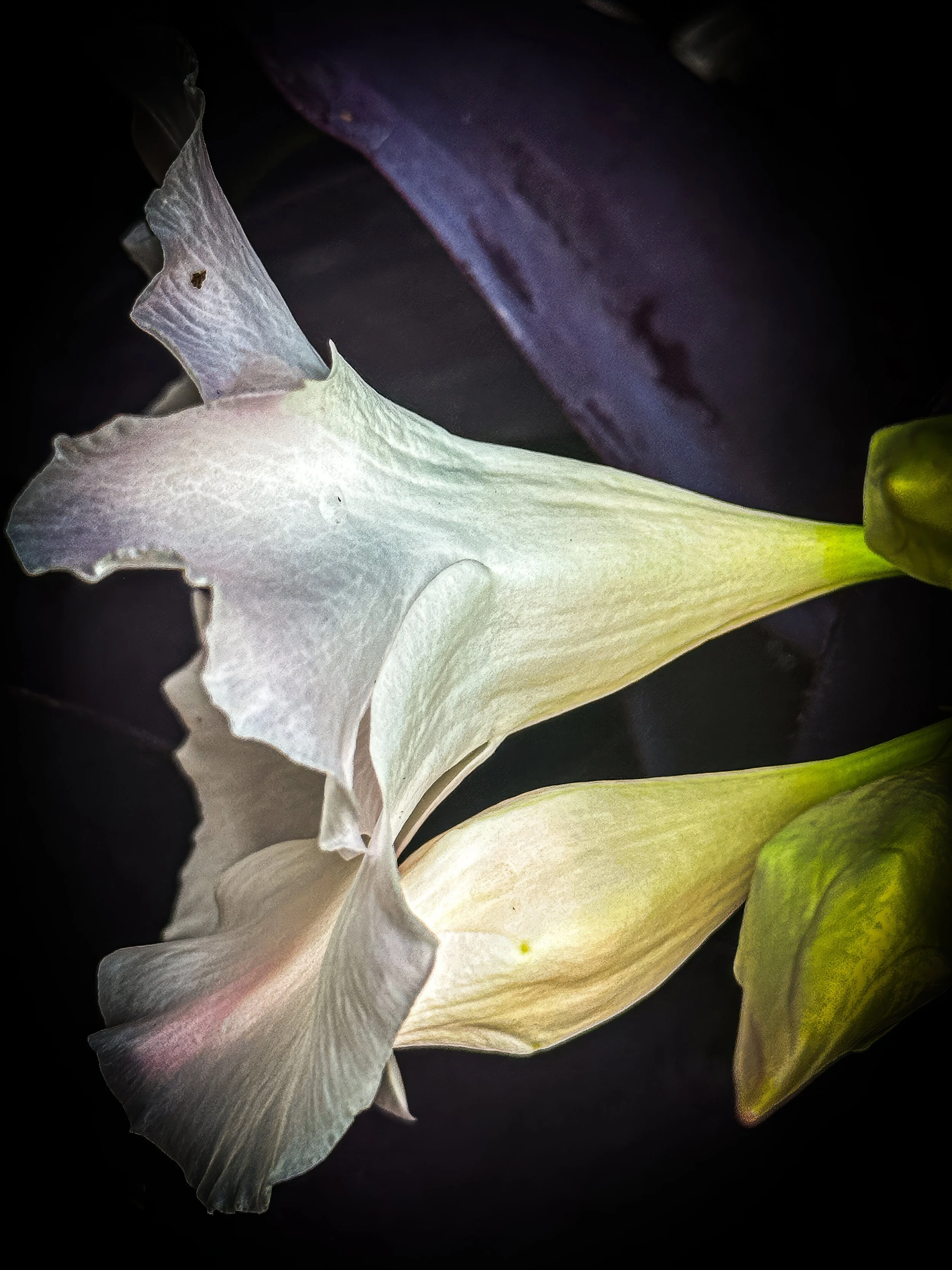 IMG_6580-topaz-enhance-2x-sharpen copy.jpg