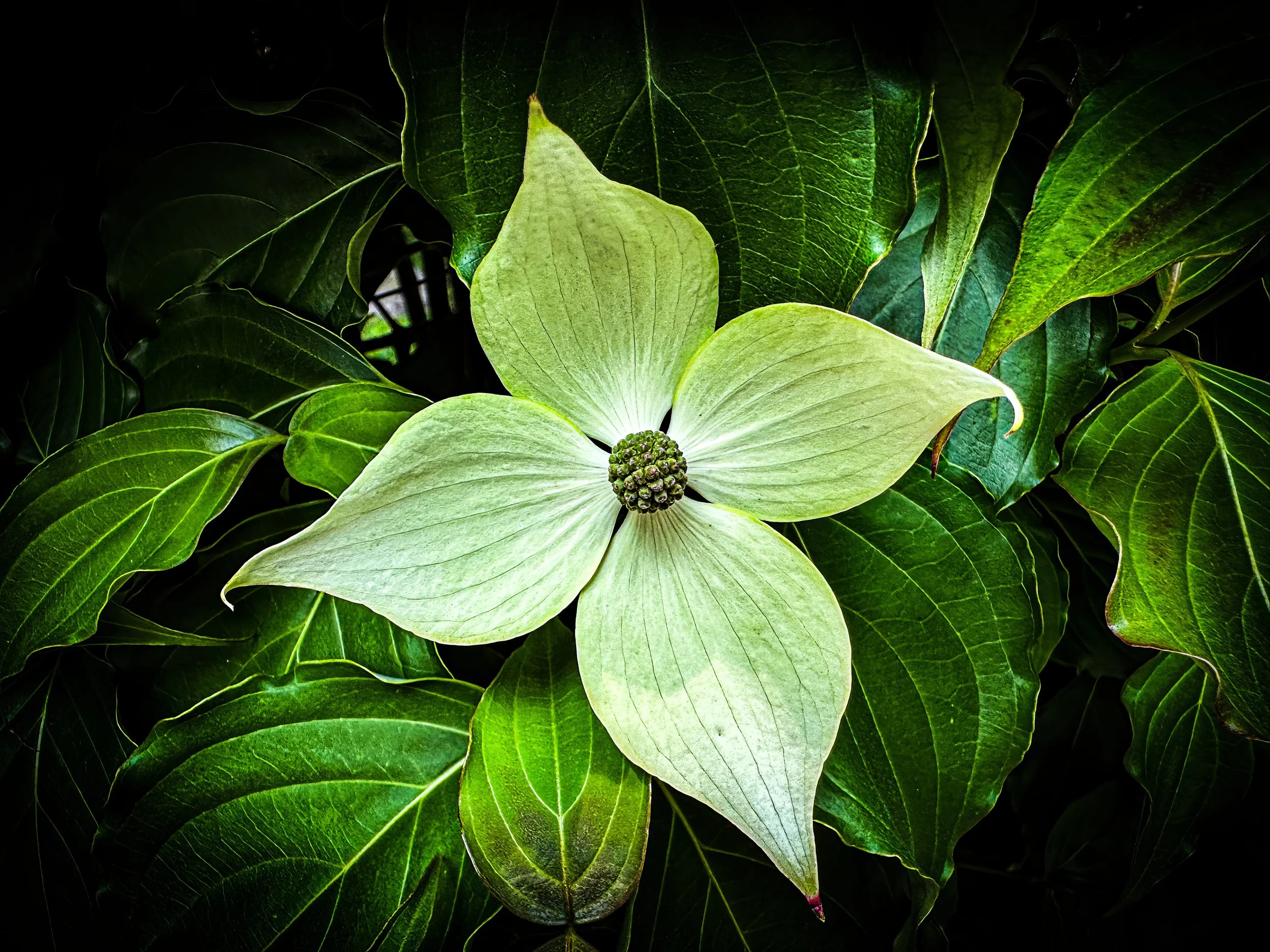 IMG_2819 (1)-2-2-topaz-enhance-2x copy.jpg