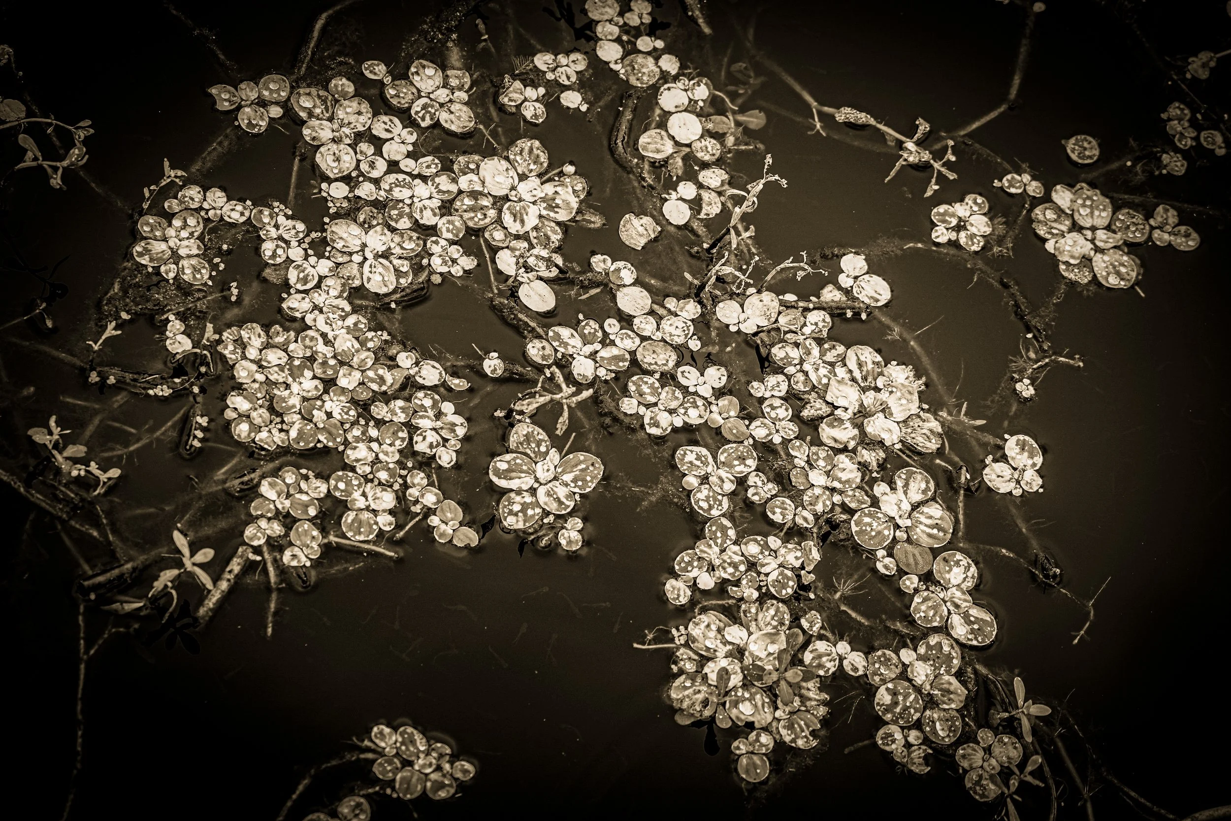 _DSC3805-3-2 copy.jpg