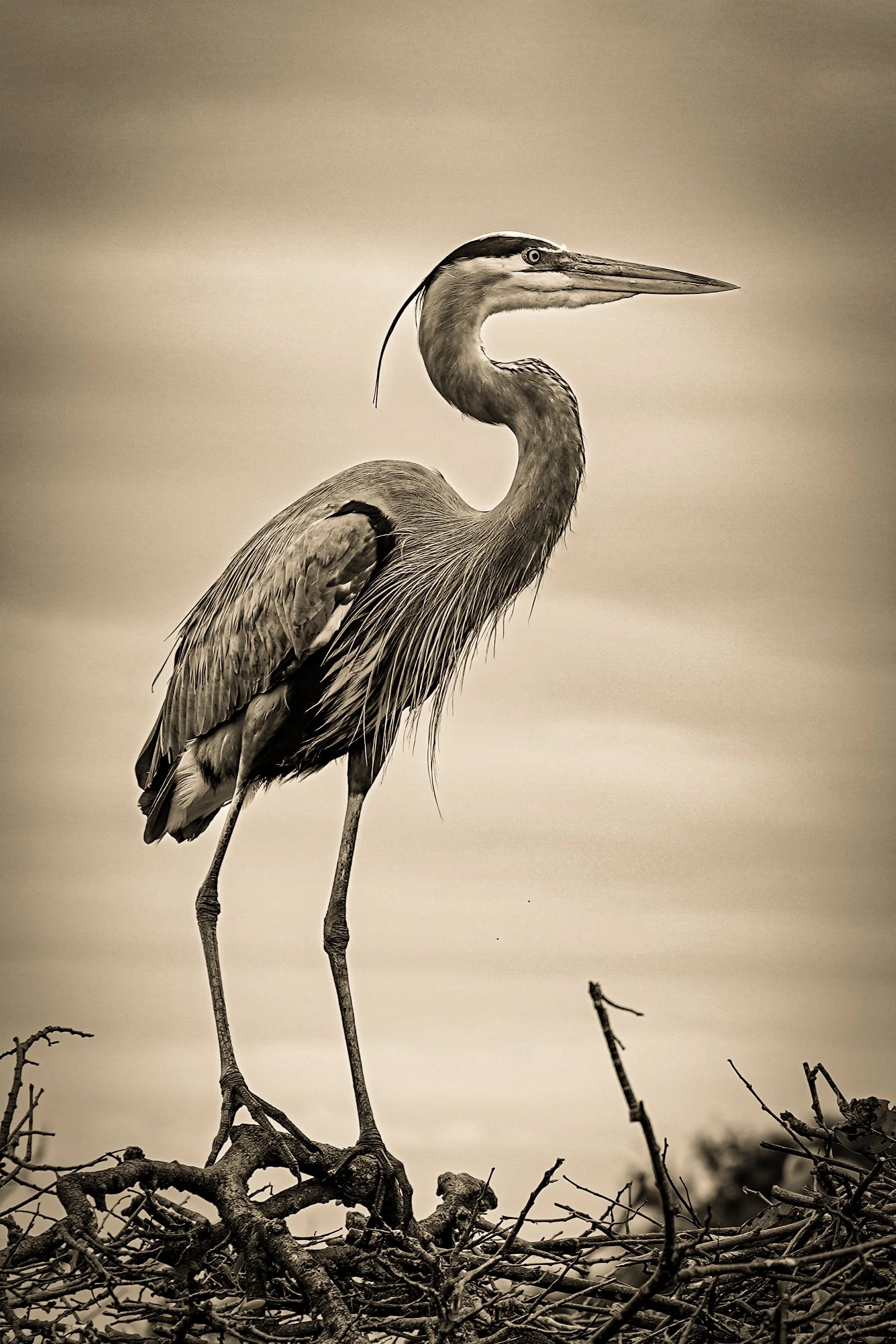 _DSC3652-4-2 copy.jpg