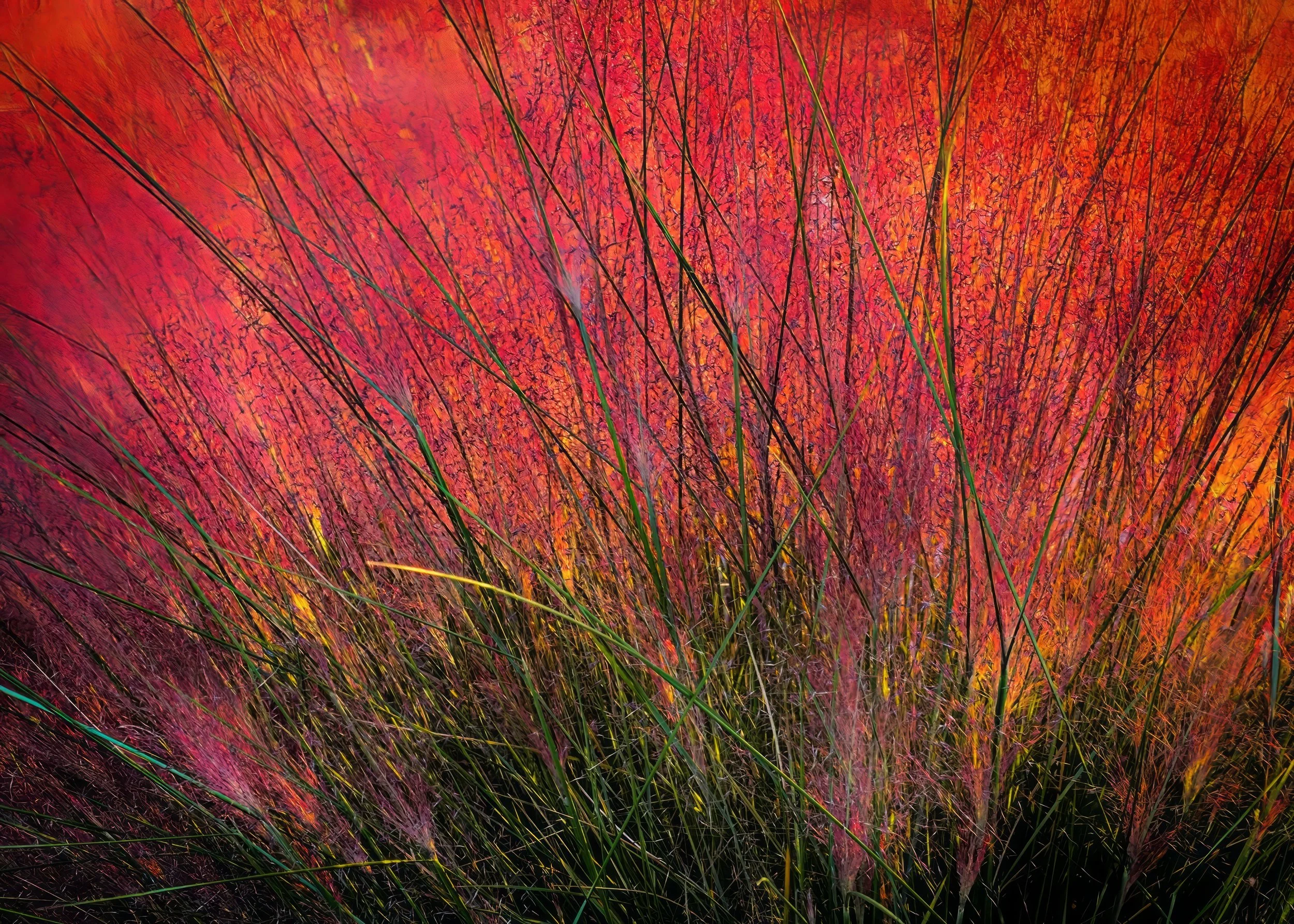 IMG_5275-topaz-denoise-enhance-2x copy.jpg