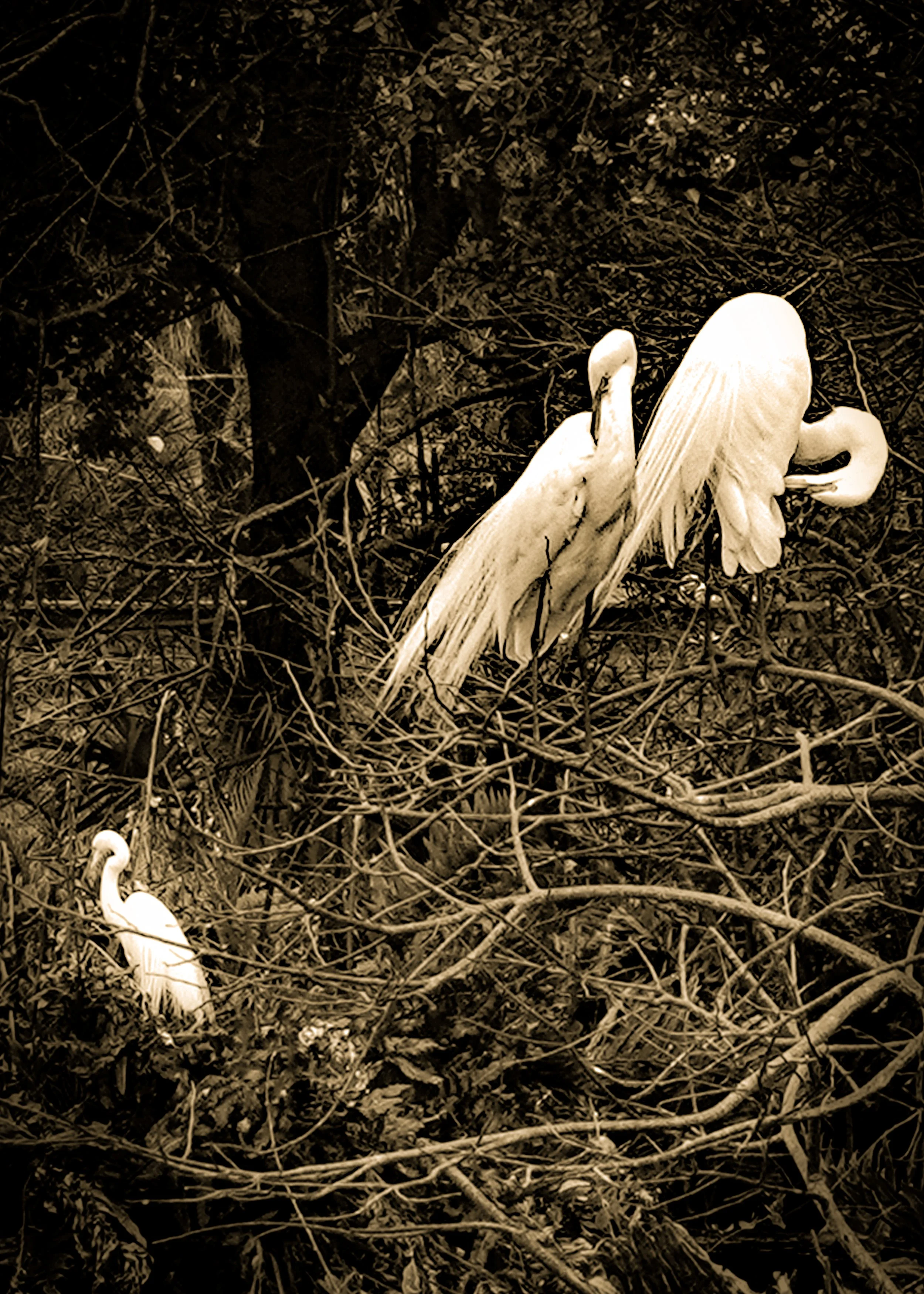 _Fla.nat.pres-11 copy-2.jpg