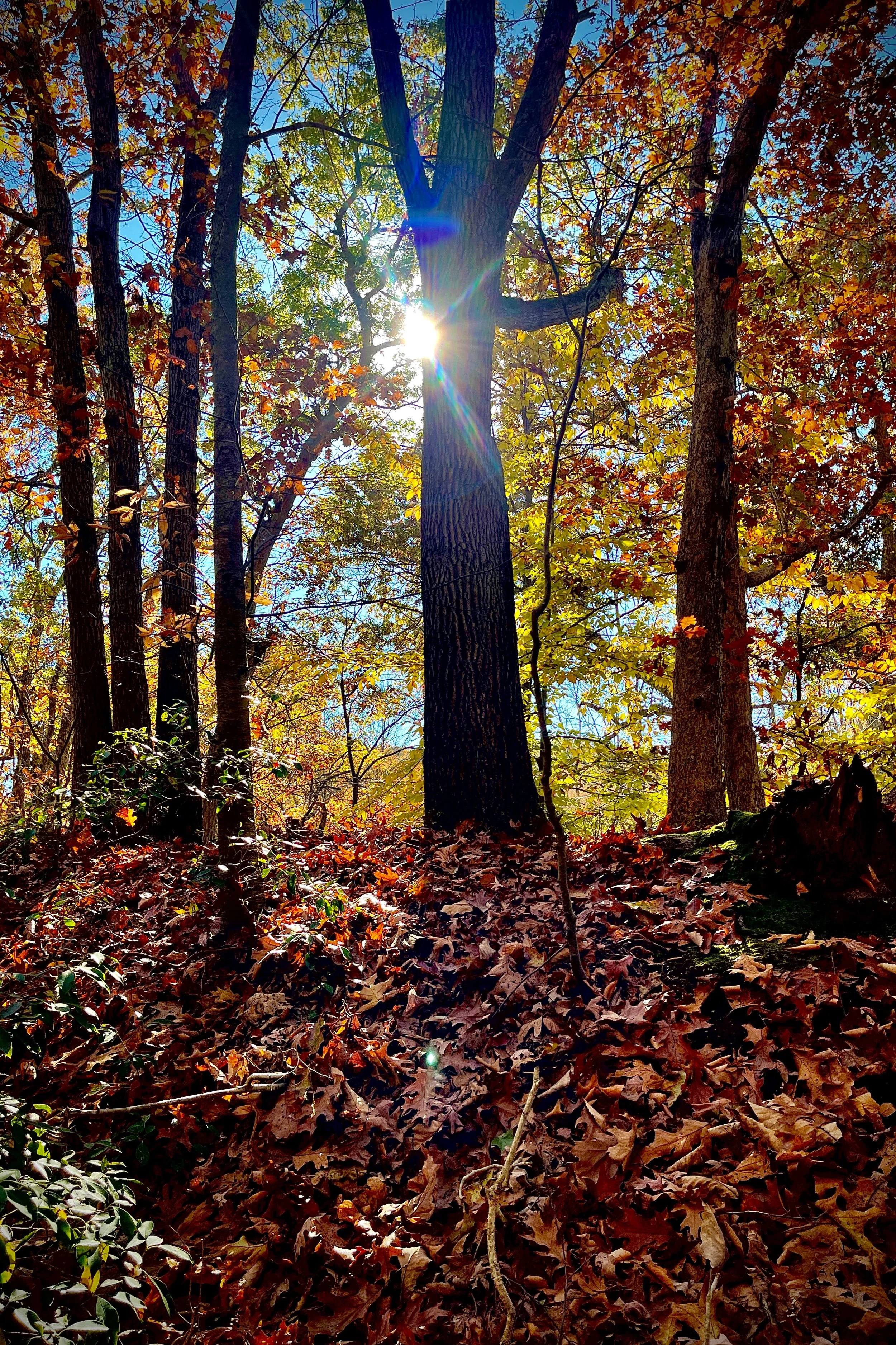 IMG_6164-3 copy-2 copy.jpg