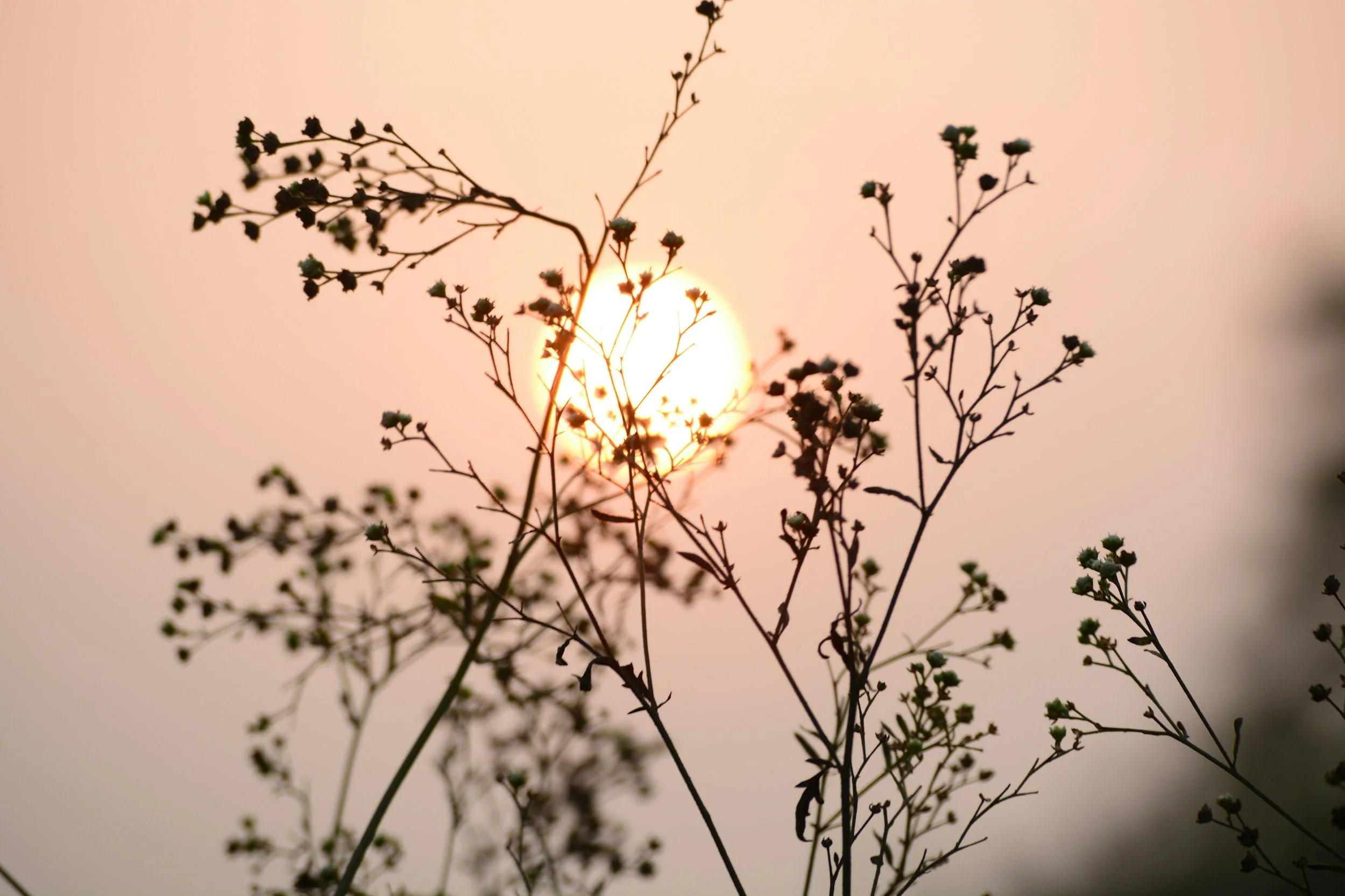 Under the Solstice Sky
