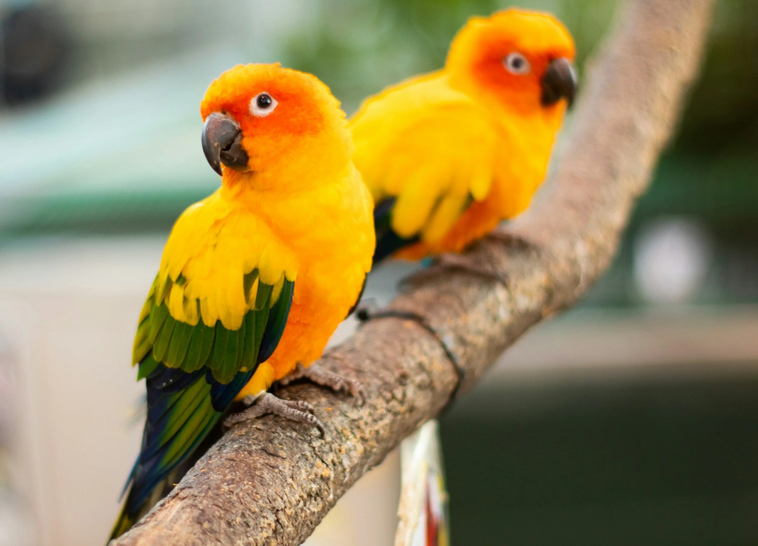Two bright parrots perched together on a tree branch against a soft background.