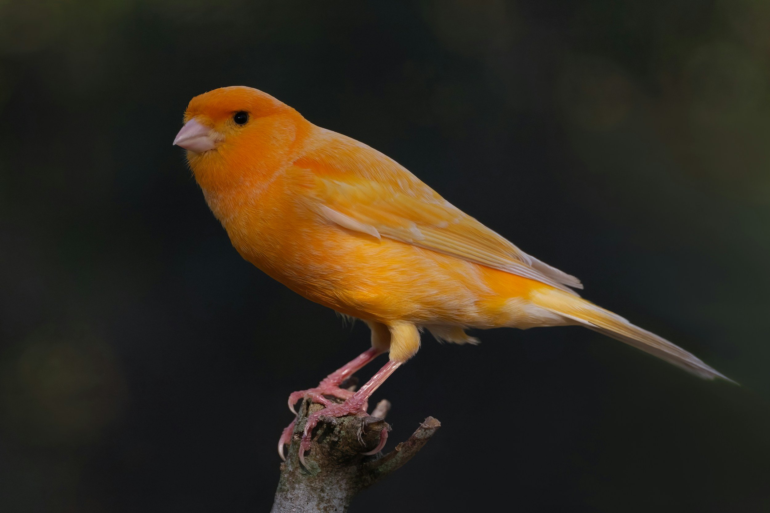 Bright yellow-orange bird perched against a dark background.