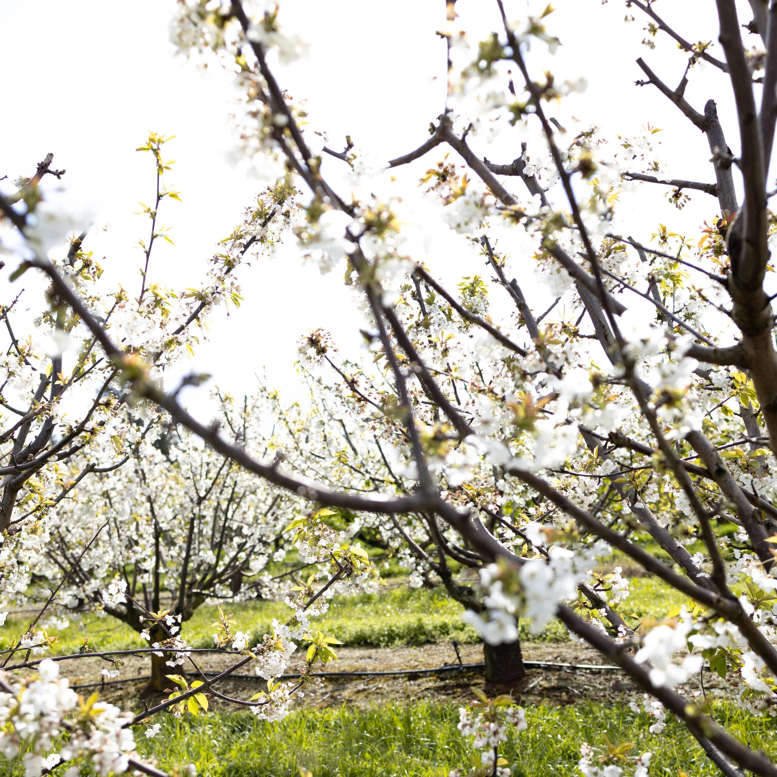 Blooming cherry trees with white flowers in an orchard during spring.