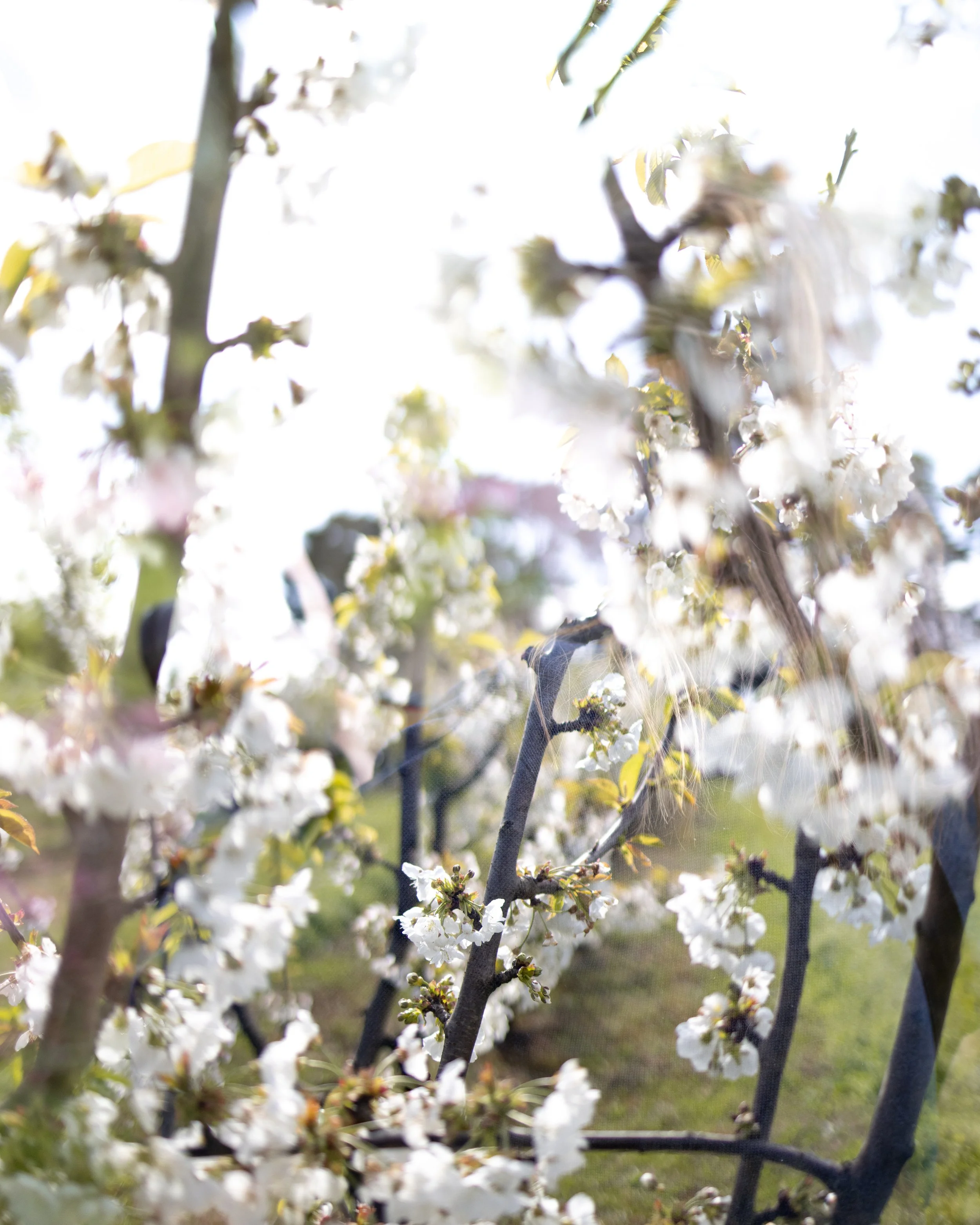 Close-up of blooming cherry blossom branches with white flowers in a sunny outdoor setting.
