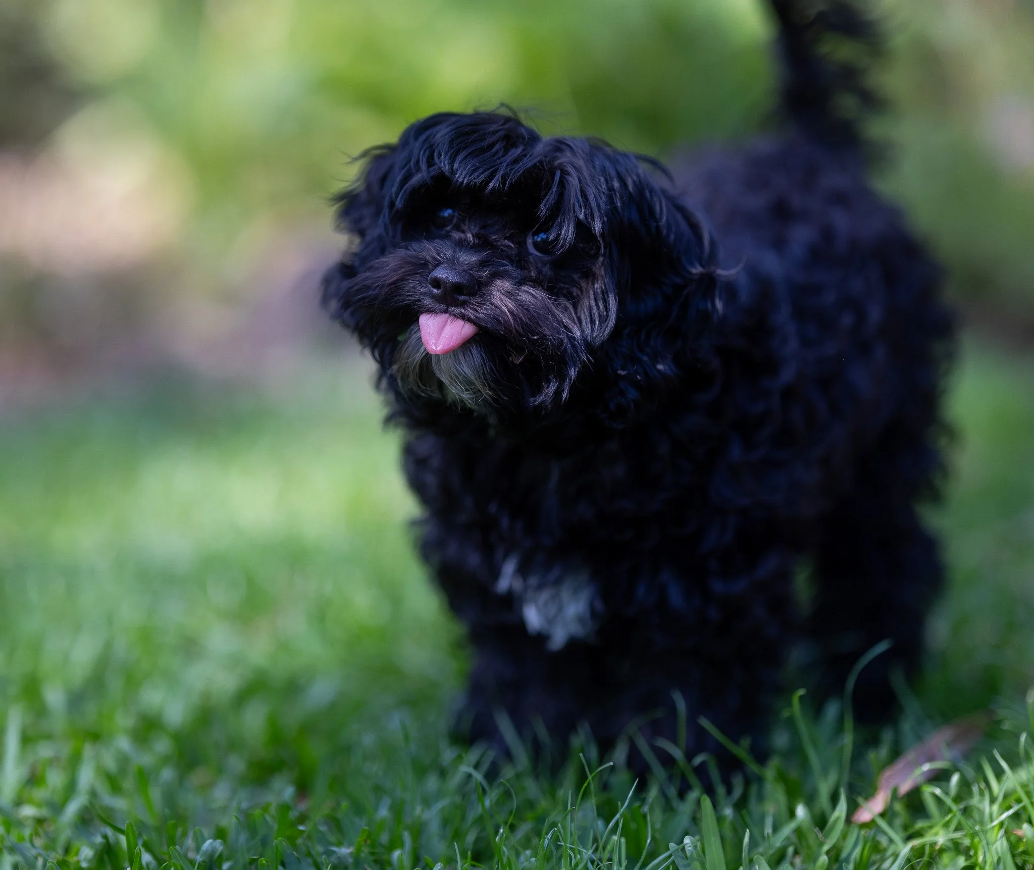 A small black dog with curly fur standing on green grass, sticking out its pink tongue.