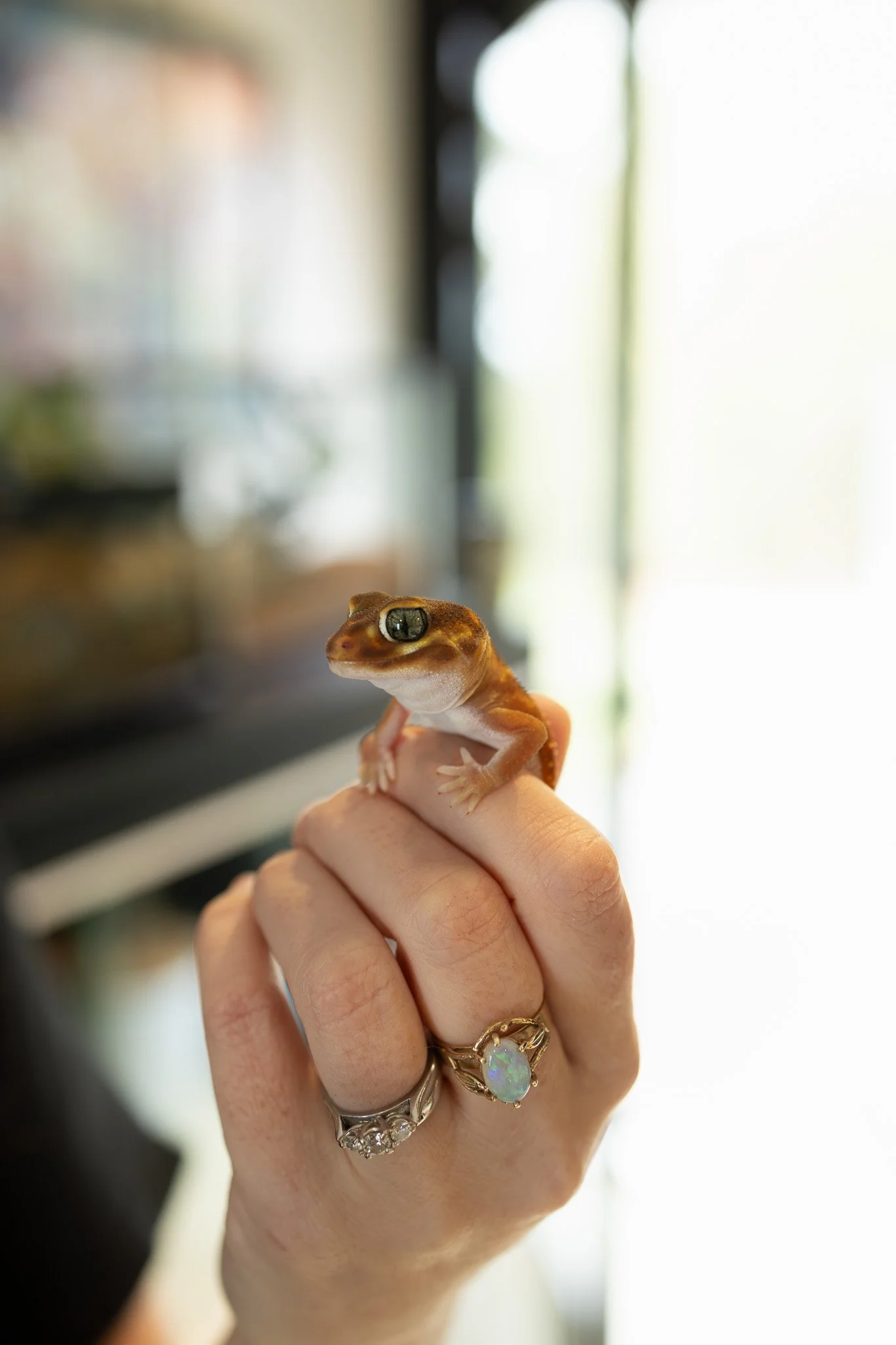 A small brown gecko with large eyes perched on a person's hand. The person is wearing rings, and the background is blurred with natural light.
