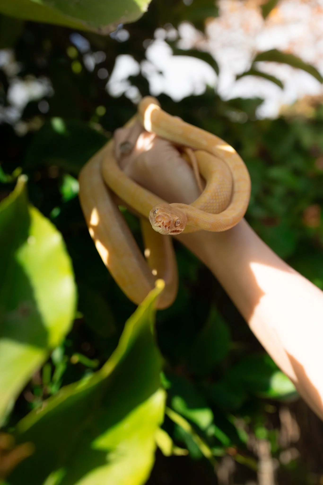 A yellow and white snake wrapped around a person's arm against green foliage.