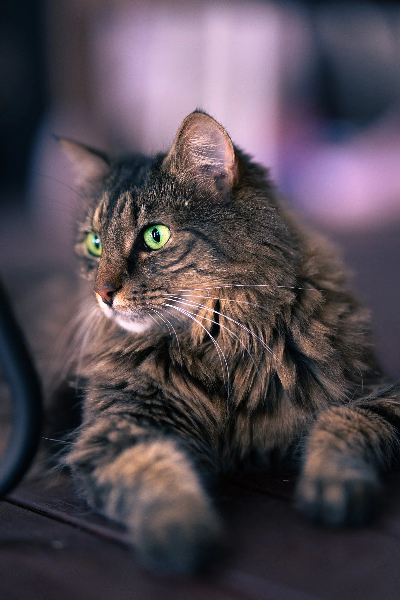 Close-up of a long-haired tabby cat with bright green eyes lying on a dark surface, gazing to the left.