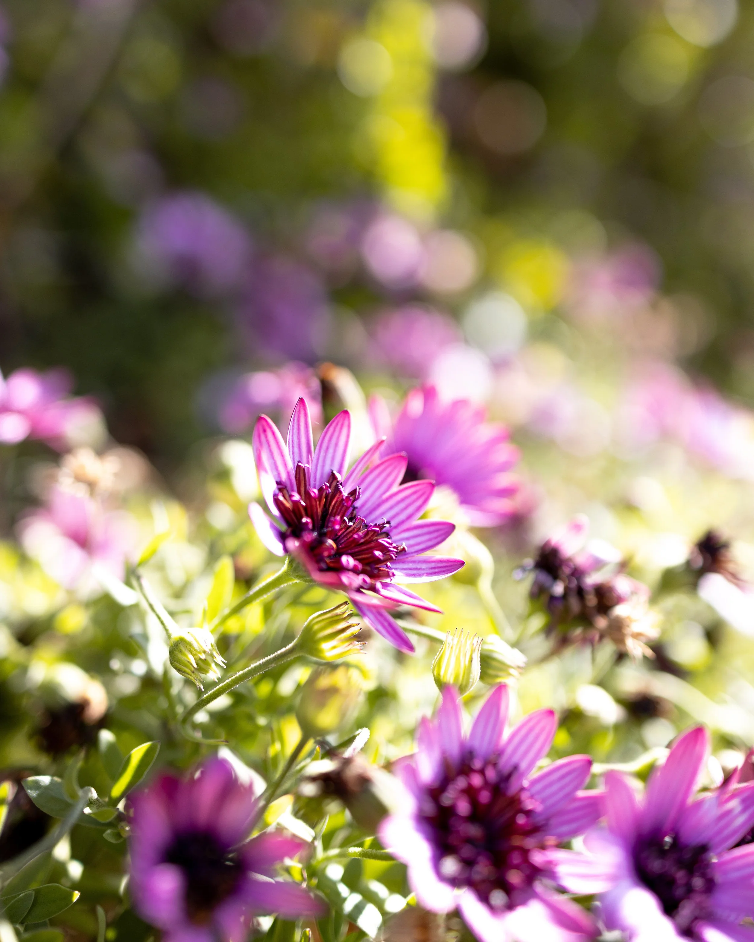 Close-up of pink and purple flowers with green leaves, bright sunlight, and a blurred background