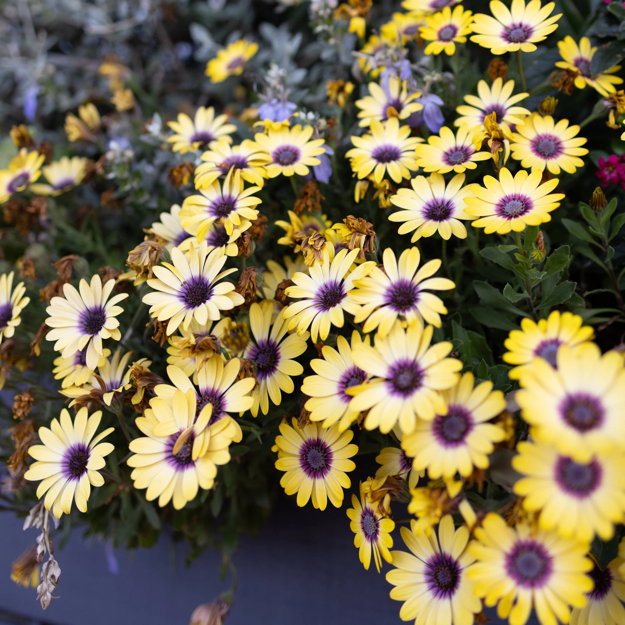 Cluster of yellow flowers with purple centers in a garden