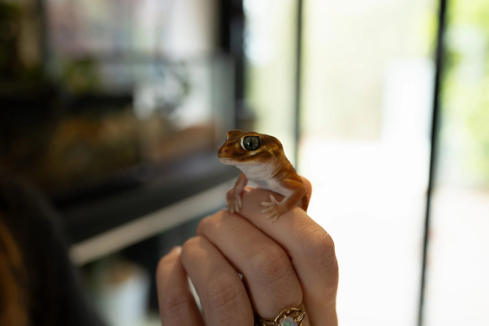 A small gecko being held on a person's finger indoors, with a blurred background of a room and windows.