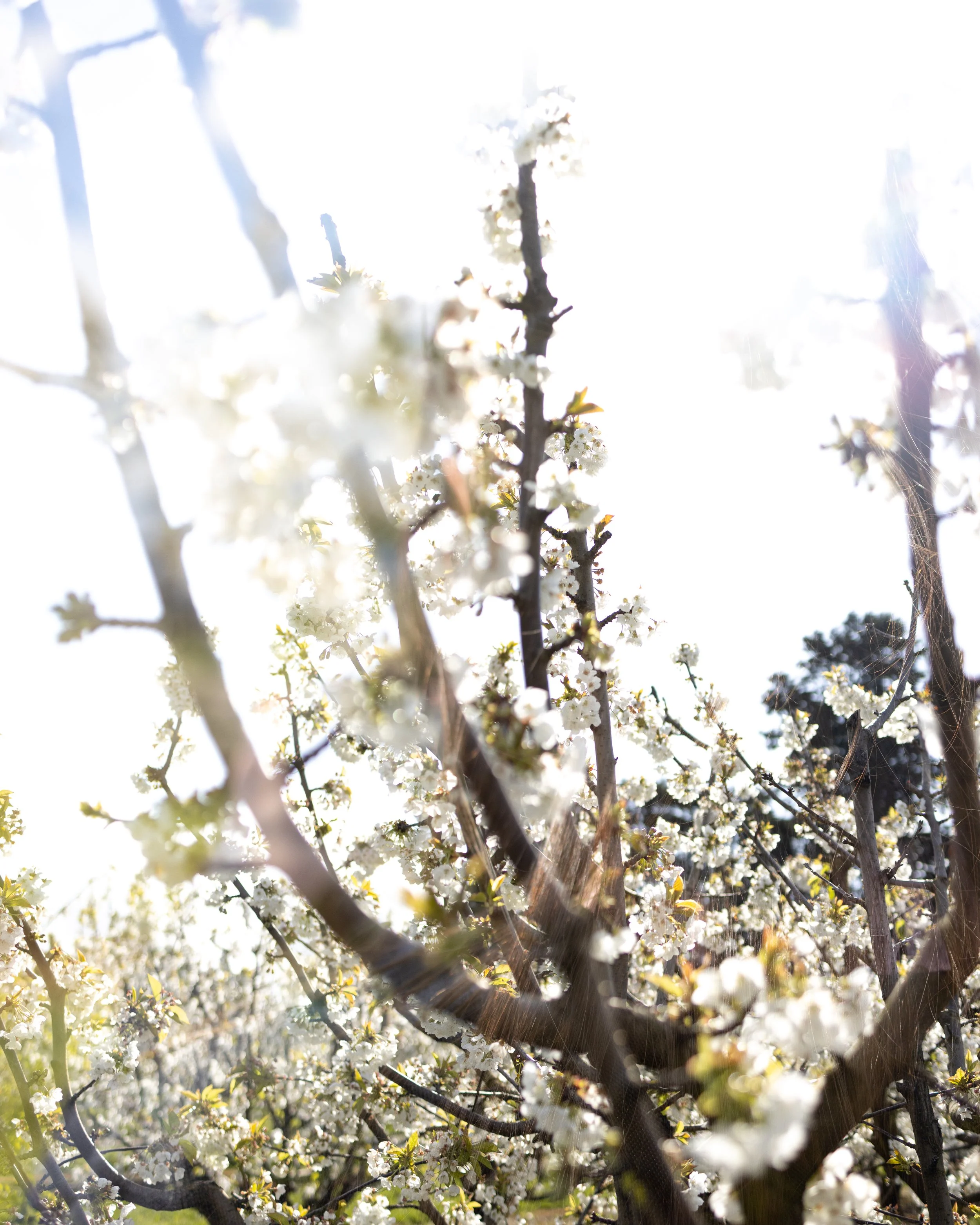 Close-up of flowering tree branches with white blossoms and sunlight shining brightly in the background.