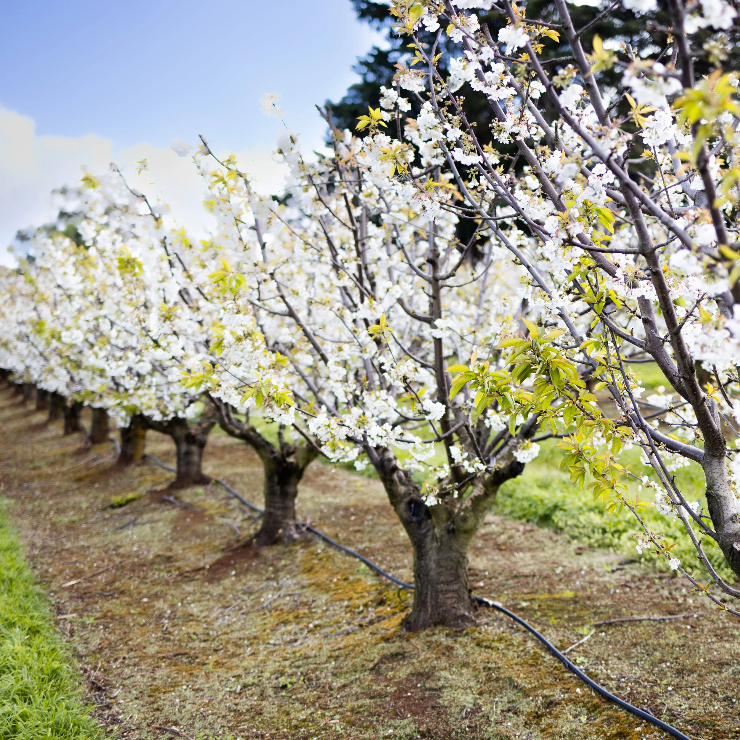 A row of flowering fruit trees in bloom with white blossoms and green leaves under a blue sky.
