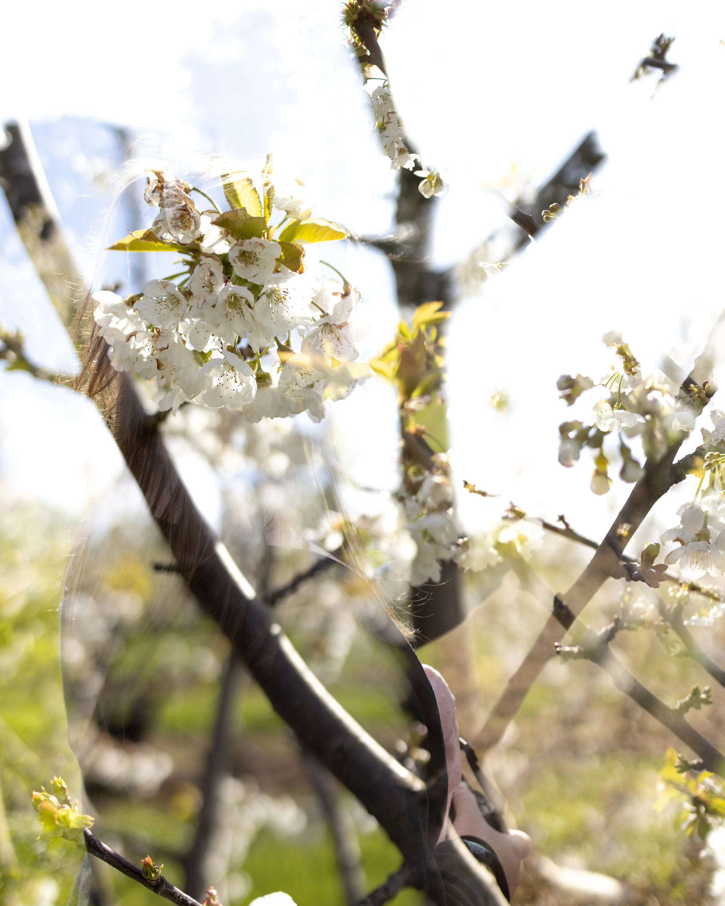 Close-up of white blossoms on a tree branch with sunlight shining through.