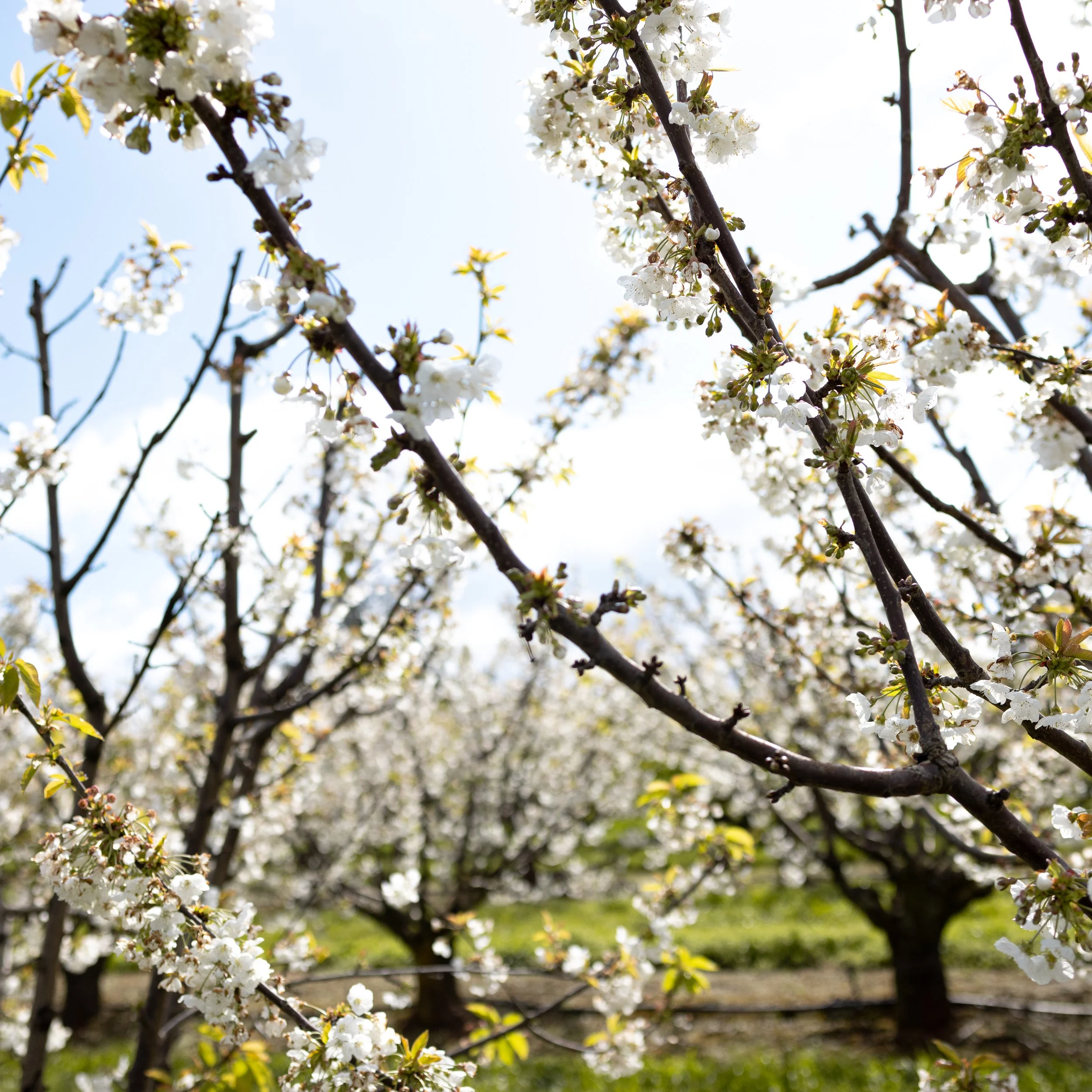 White blossoming cherry trees in an orchard against a bright sky.