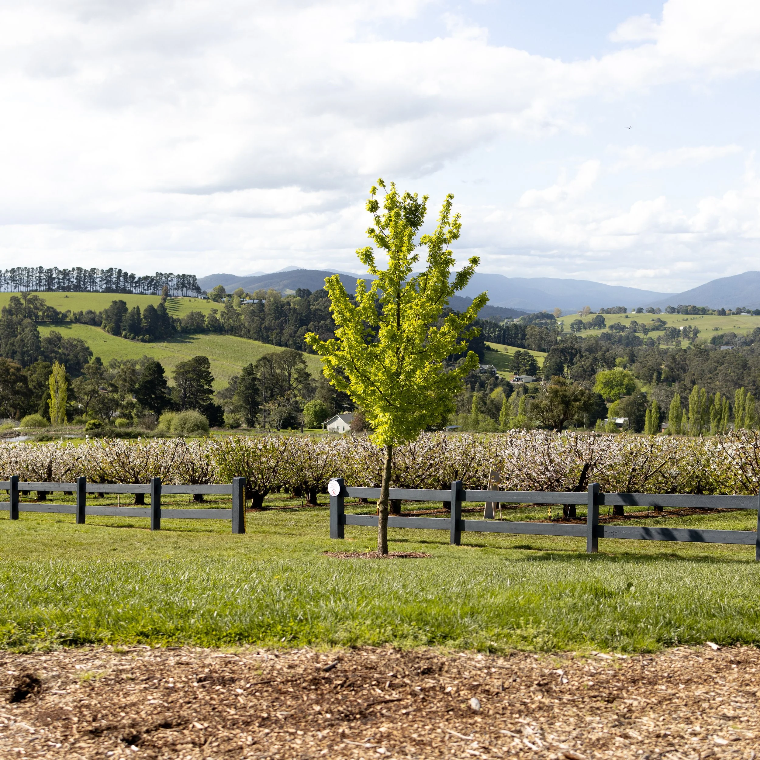 Single young tree with bright green leaves in a field, with rolling hills, trees, and mountains in the background under a partly cloudy sky.
