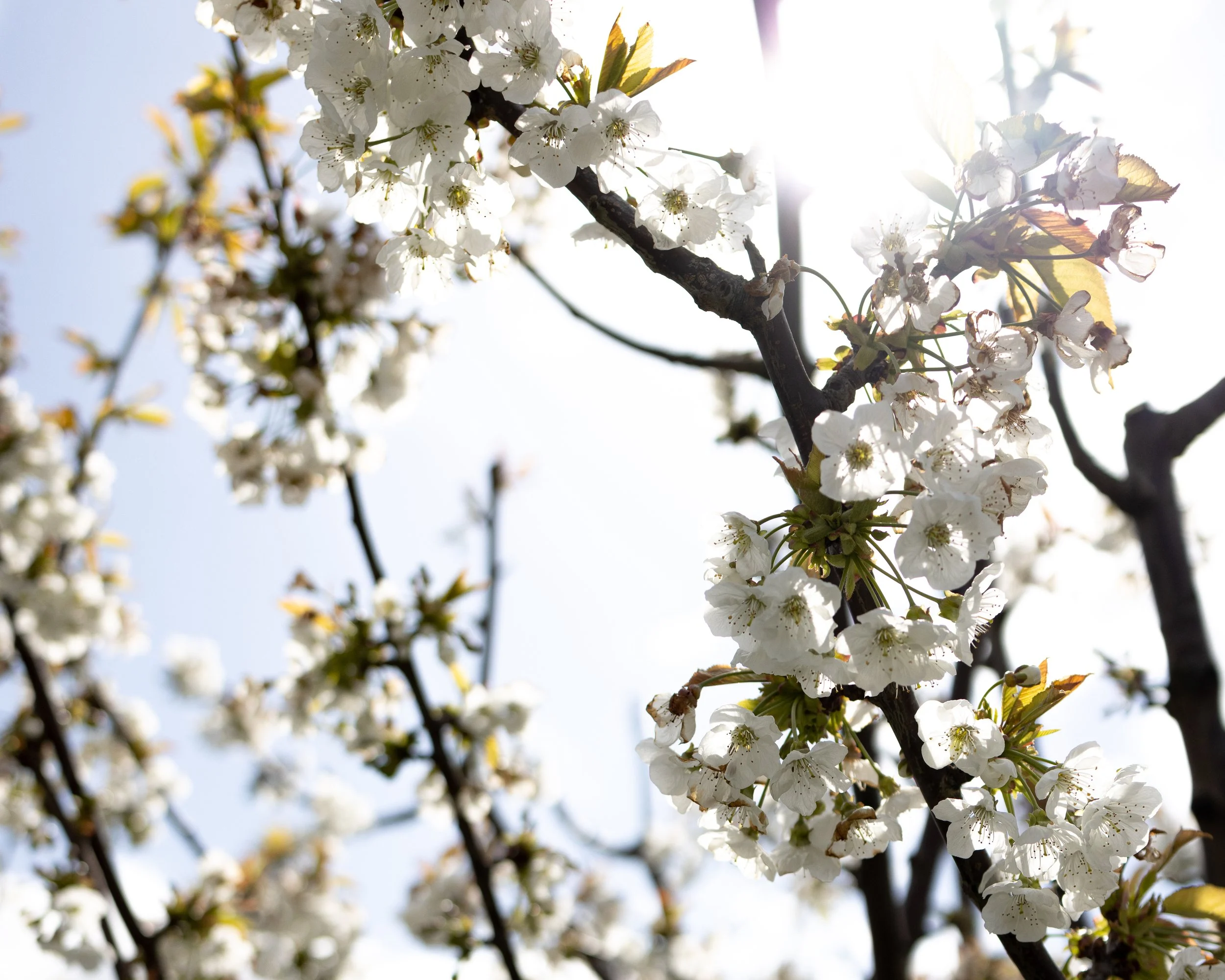 Cherry blossom branches with white flowers and sunlight