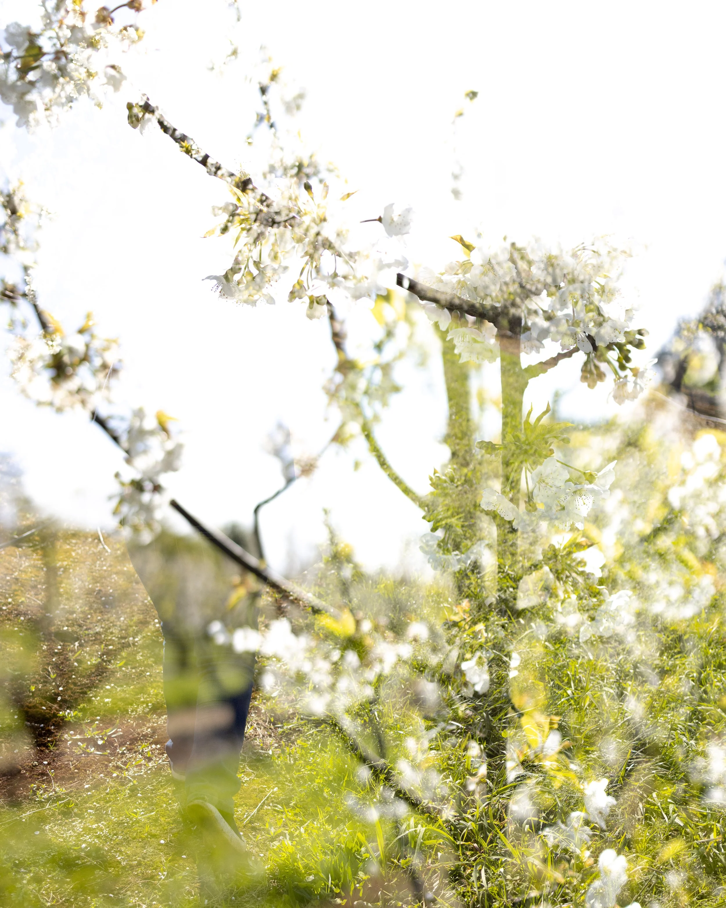 Blossoming white flowers on tree branches with a person partially visible in the background, outdoors on a sunny day.
