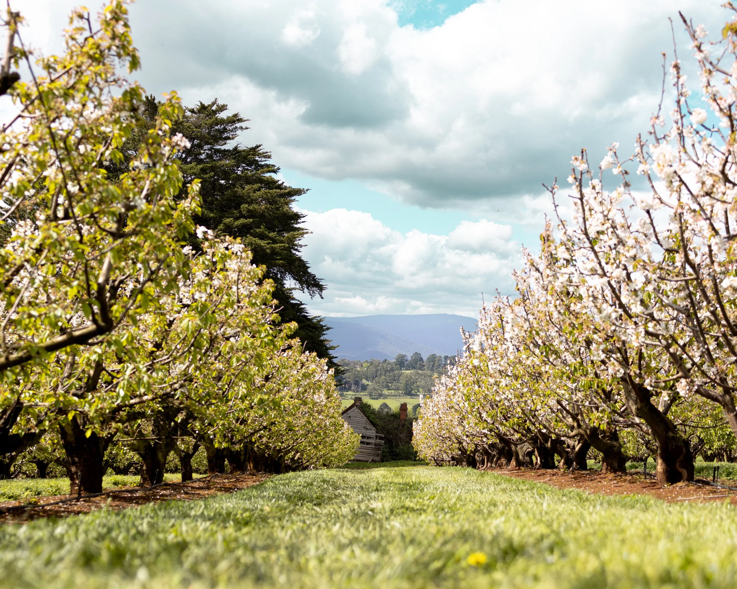 An orchard of flowering trees with pink blossoms, a grassy pathway, a house in the distance, tall trees on the left, cloudy sky, and mountains on the horizon.