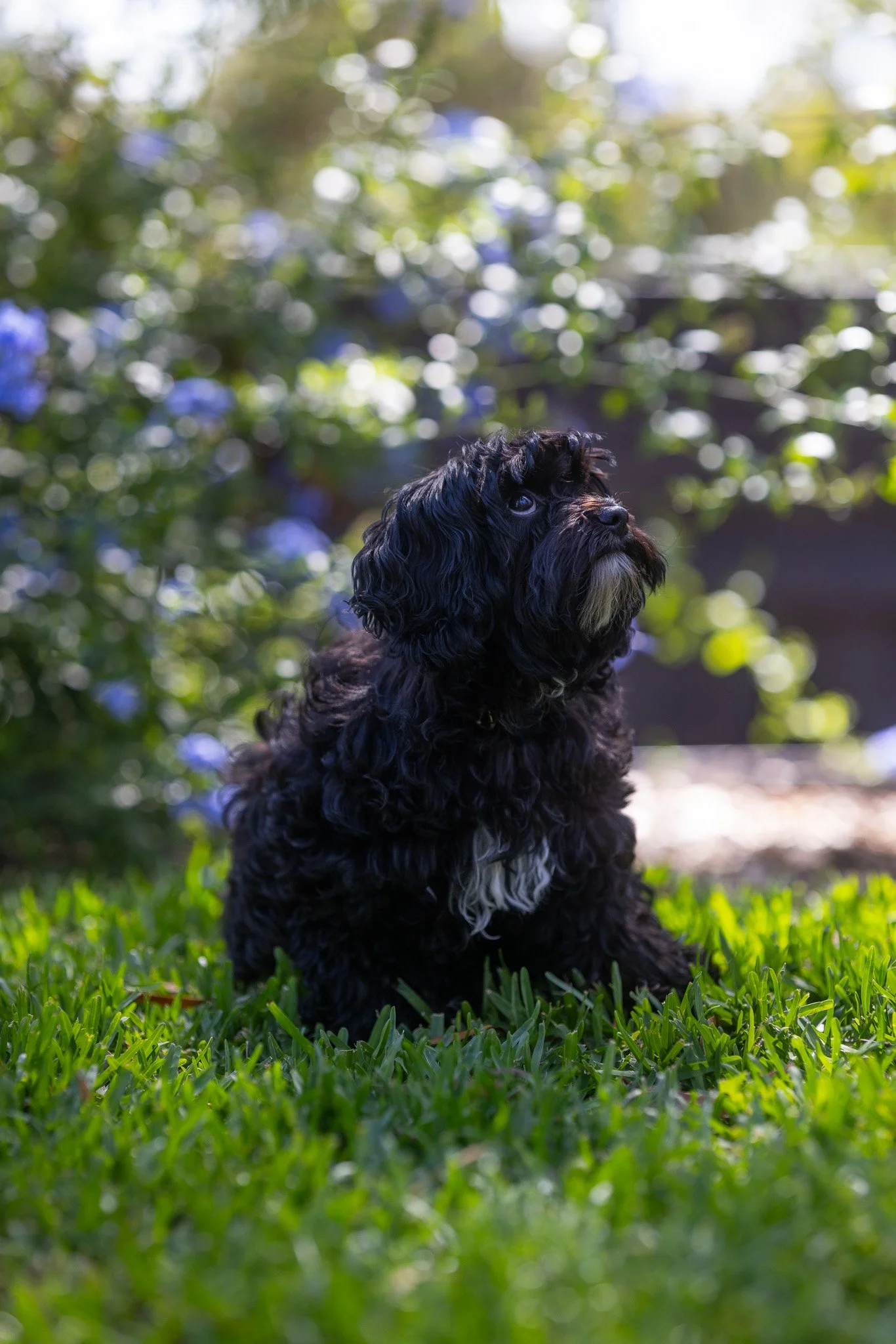 A black, curly-haired dog sitting on grass in a garden with green bushes and blue flowers in the background.