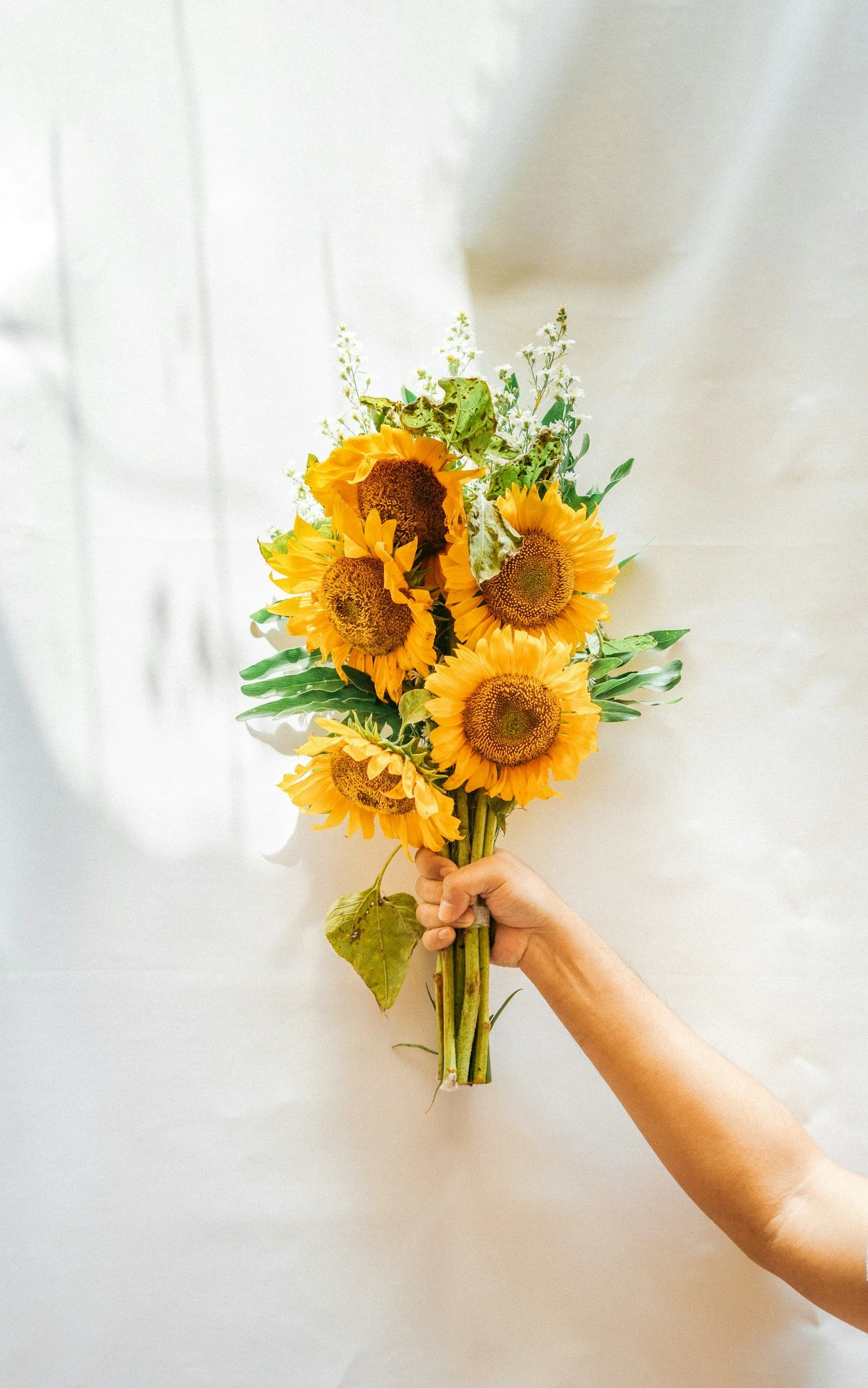 Hand holding a bouquet of sunflowers with green leaves and small white flowers against a plain white background.