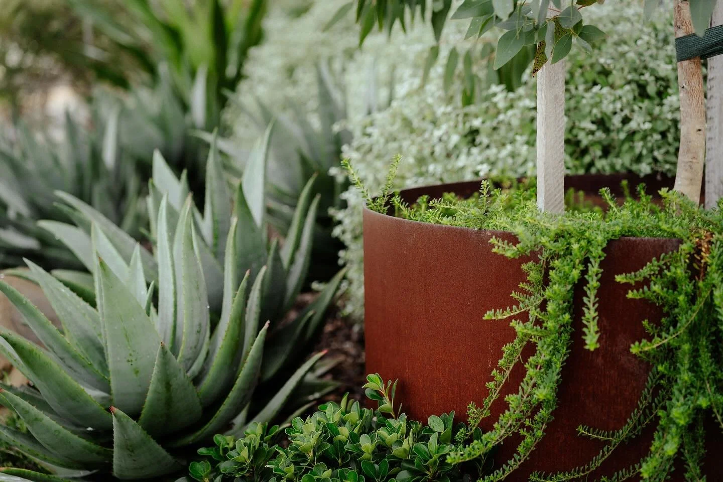 Tones and textures creating depth. 
Looking forward to the incredible flower show of these aloes soon