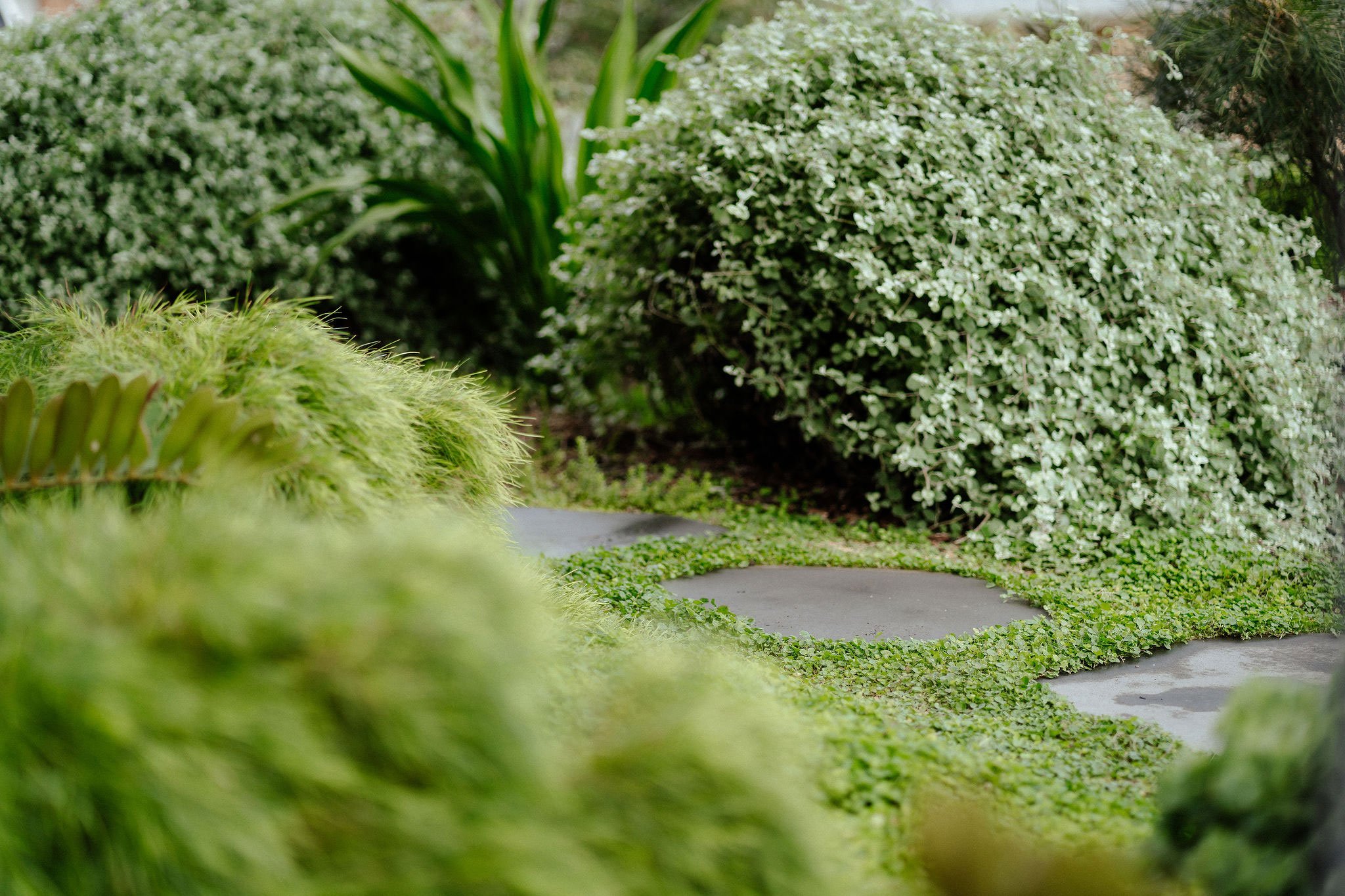 TG-Gardenscapes_Our-Projects_27-Ridgeway-Crescent_Close-Up-Photo-of-Large-Stepping-Stones.jpg