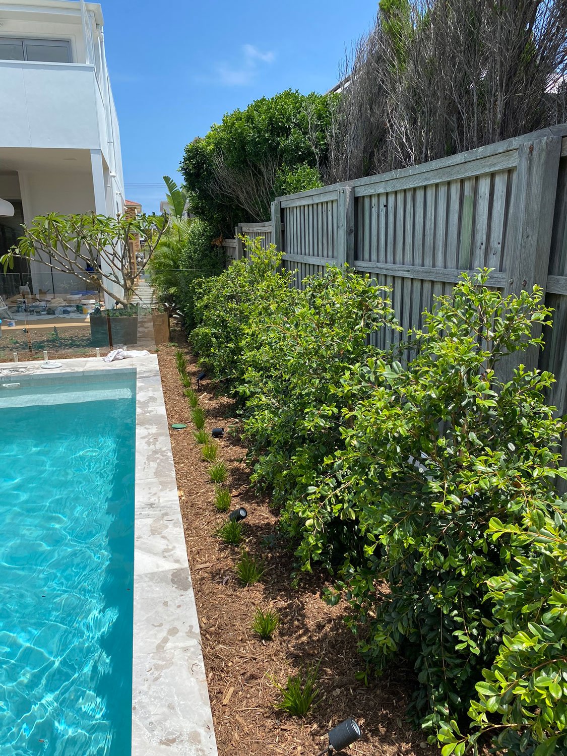 TG-Gardenscapes_Our-Projects_Berner-Street_Merewether_Garden-Bed-next-to-Pool.jpg
