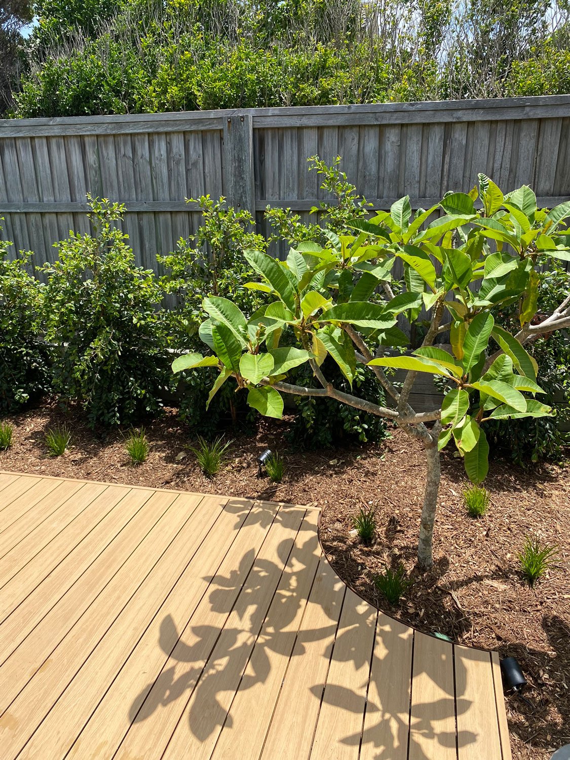 TG-Gardenscapes_Our-Projects_Berner-Street_Merewether_Frangipanni-Tree-next-to-deck.jpg