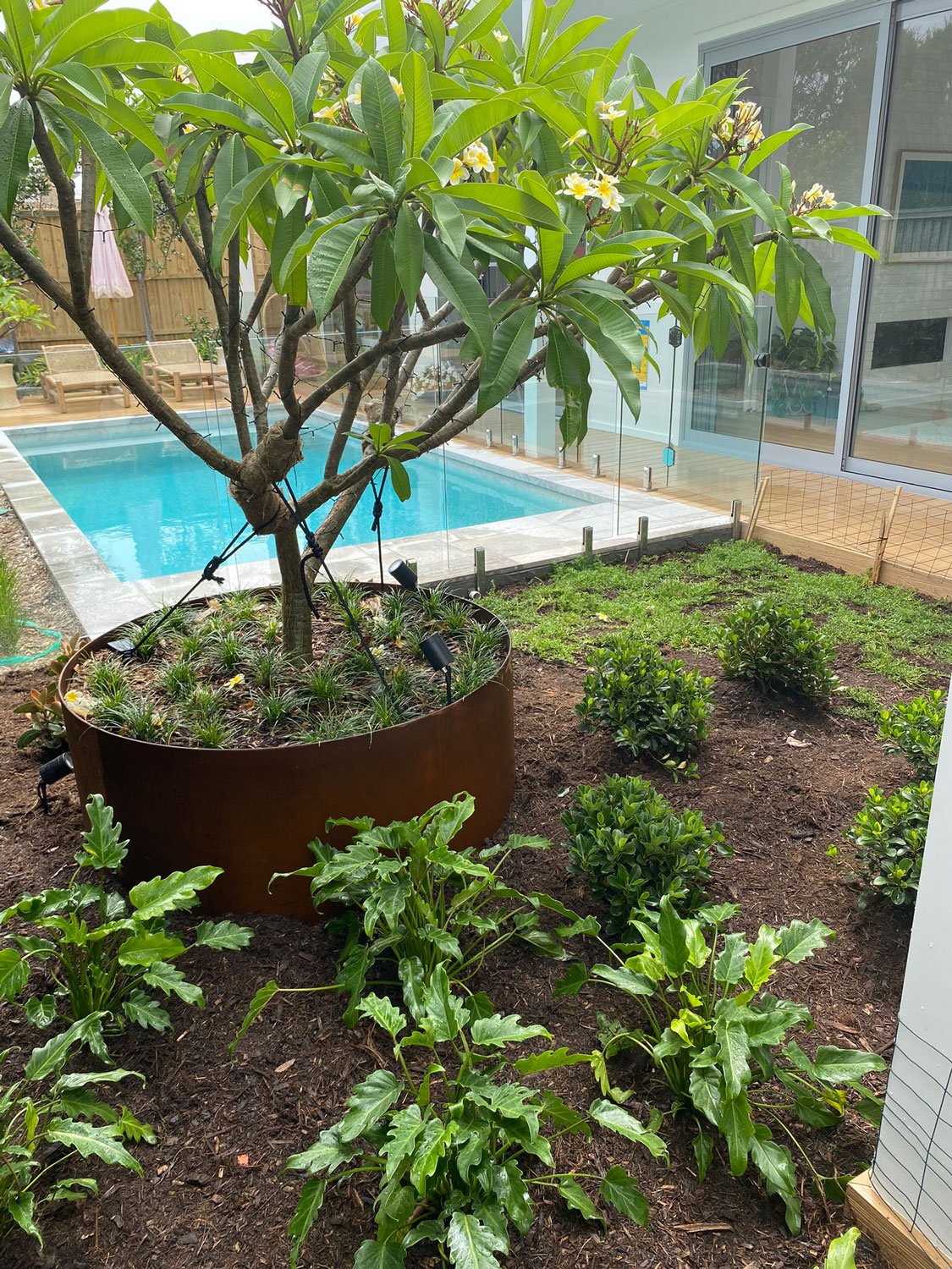 TG-Gardenscapes_Our-Projects_Berner-Street_Merewether_Garden-Bed-with-Potted-Frangipanni-Tree.jpg