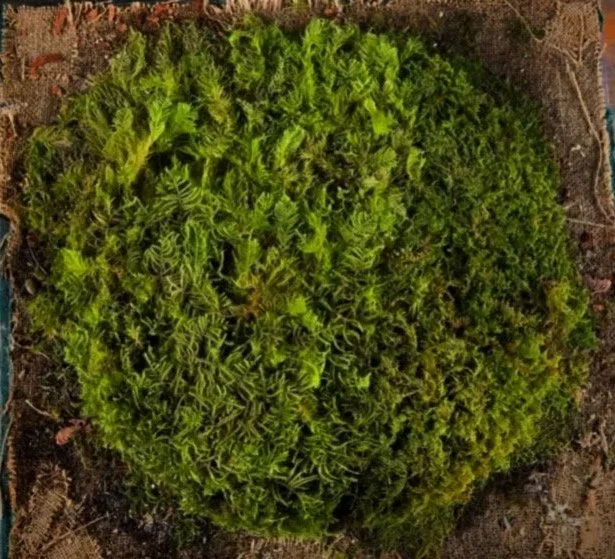 A round arrangement of various green succulent plants forming a dense, textured circle.