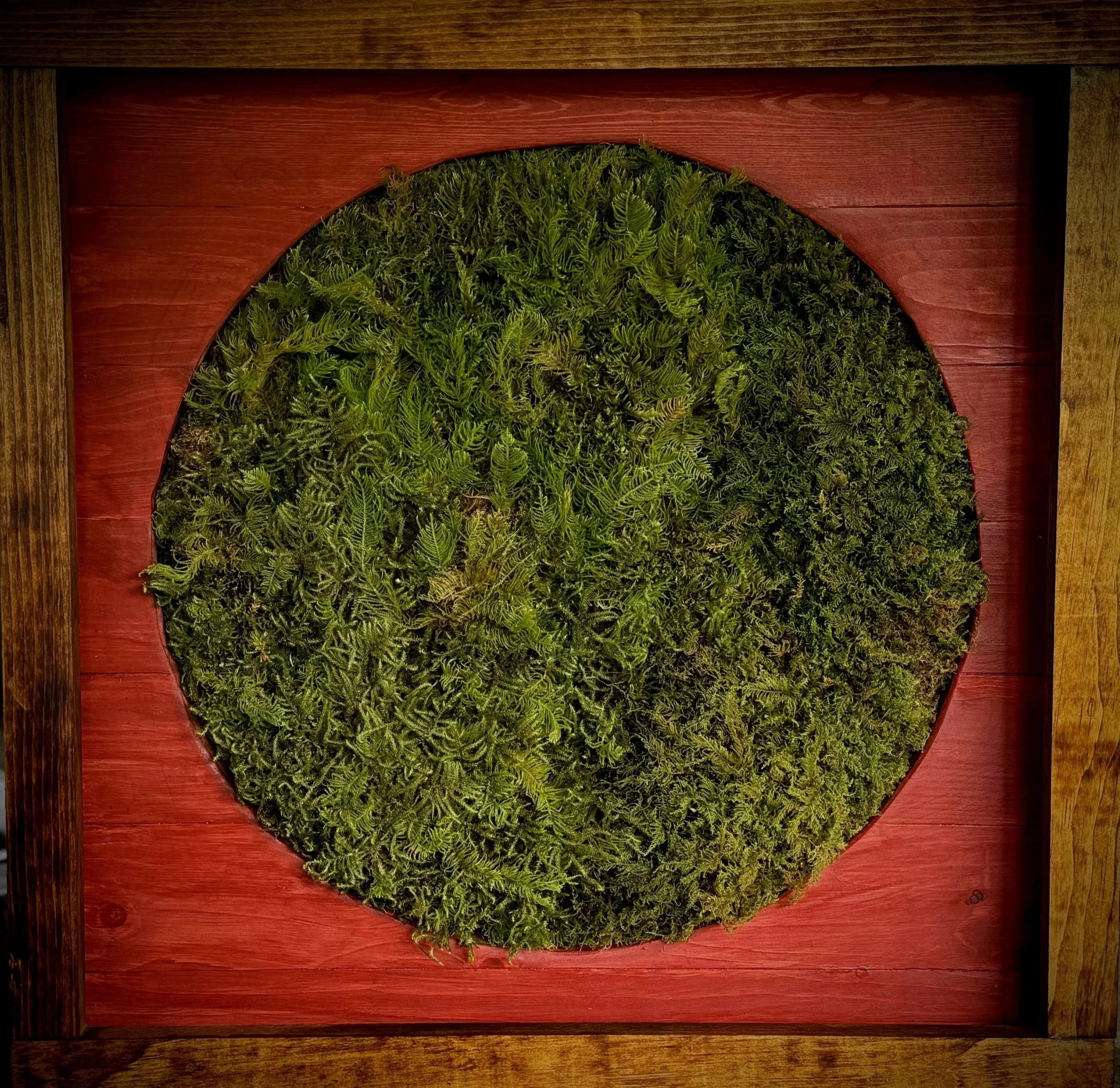 Circular display of various green moss types mounted on a wooden background with a red frame.