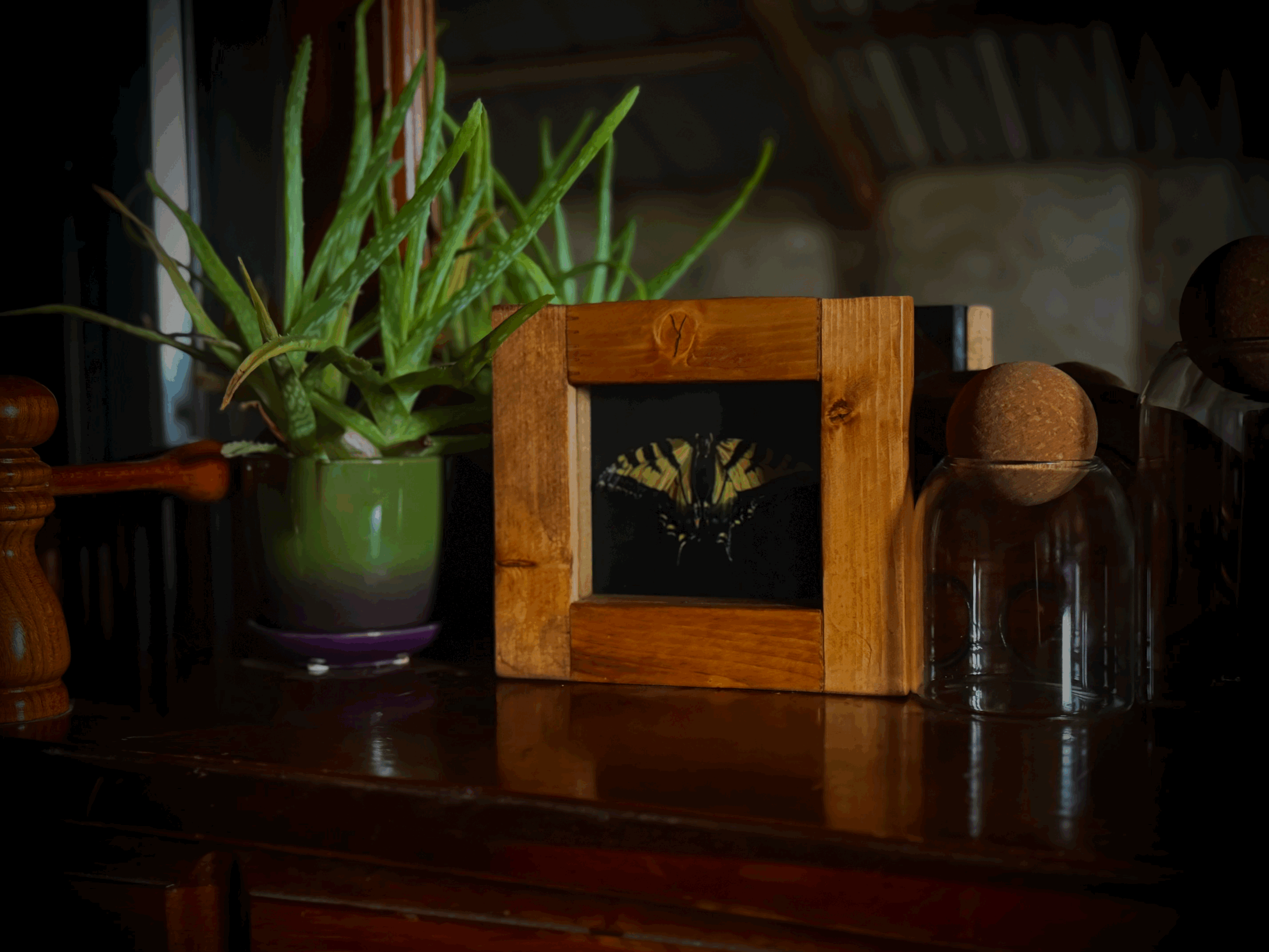 Framed Western Tiger Swallowtail SOLD
