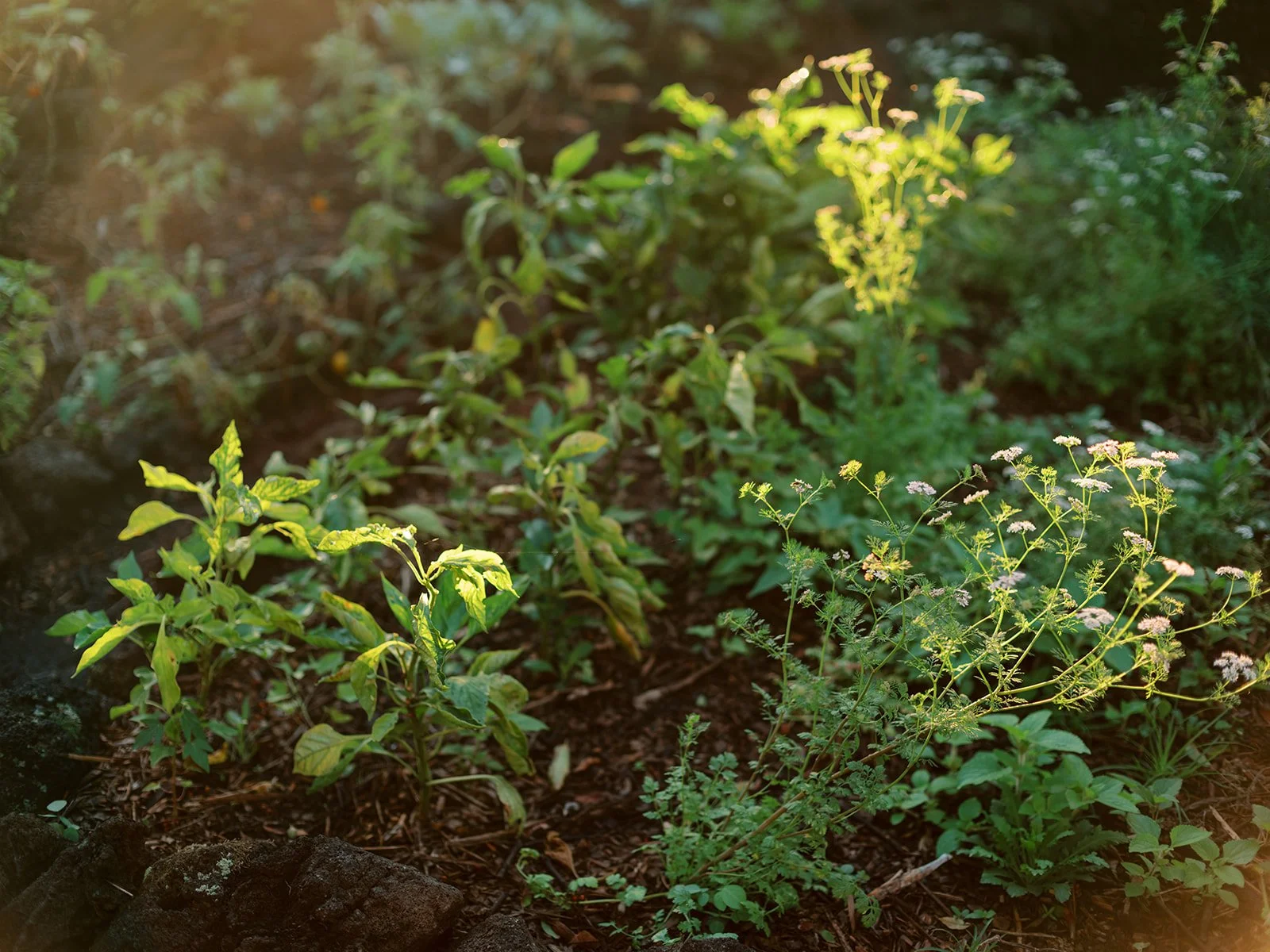 kau forest farm 1.jpg
