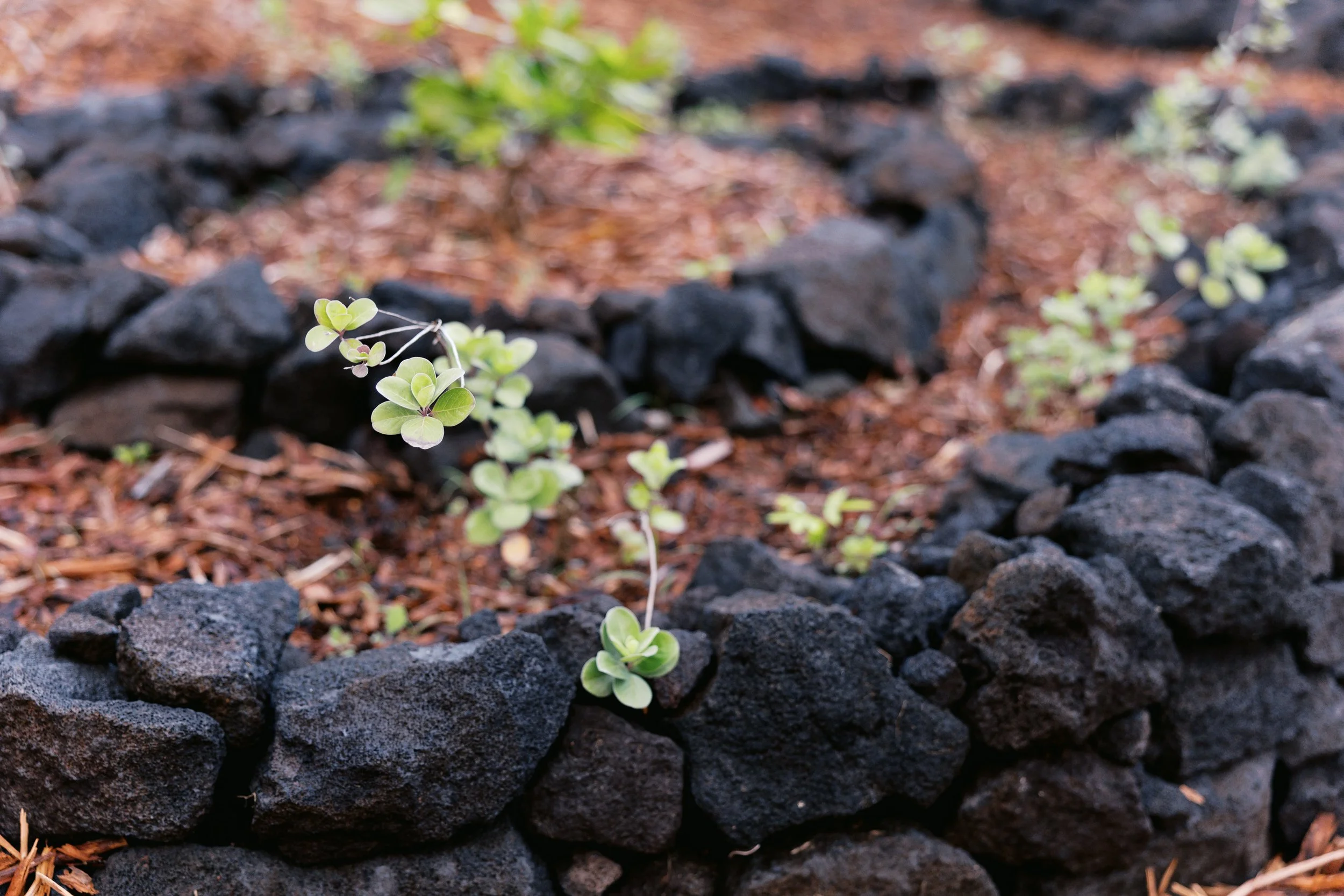 Hawai’i-Land-and-Garden-Works-260.jpg