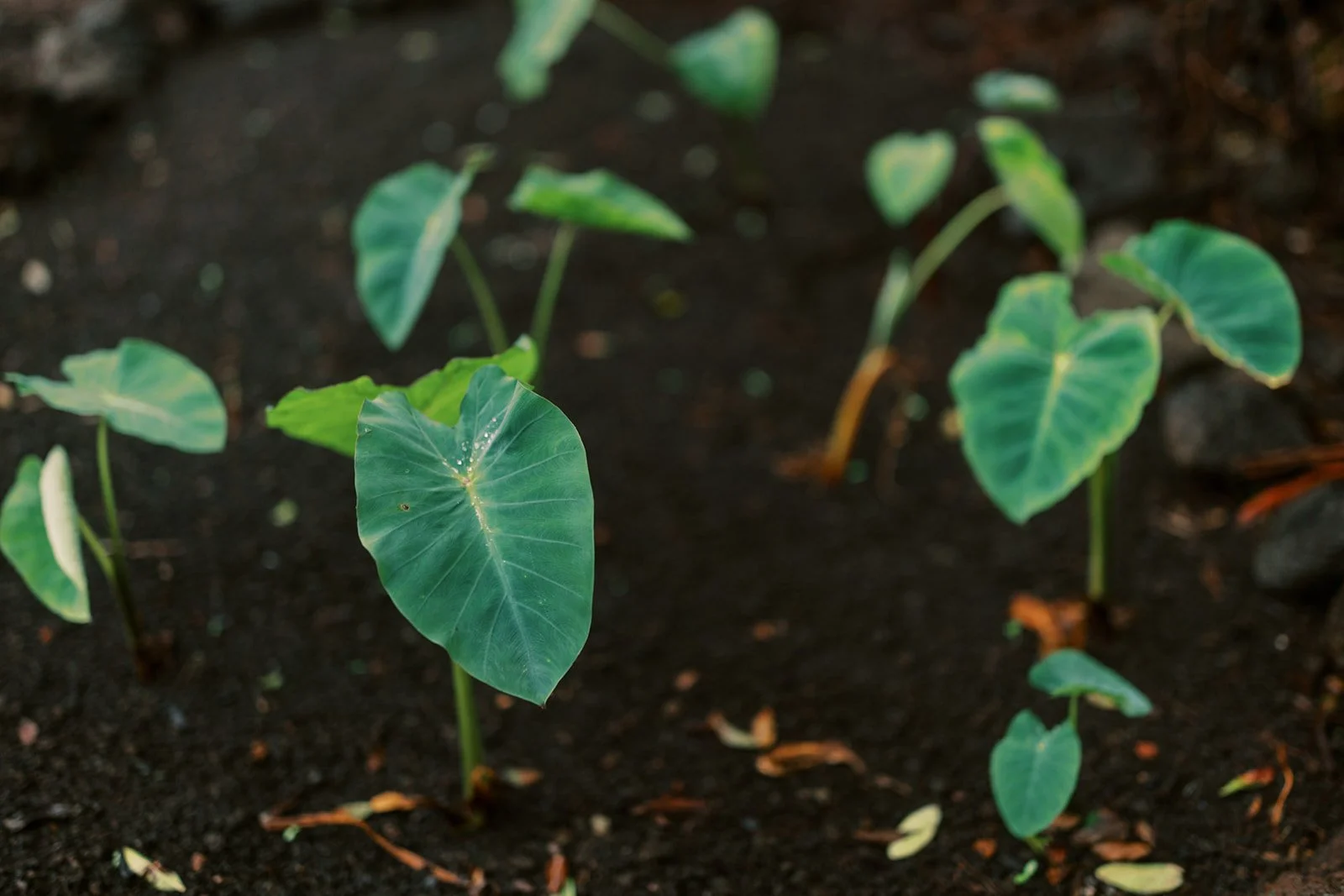 Kau forest farm 2.jpg