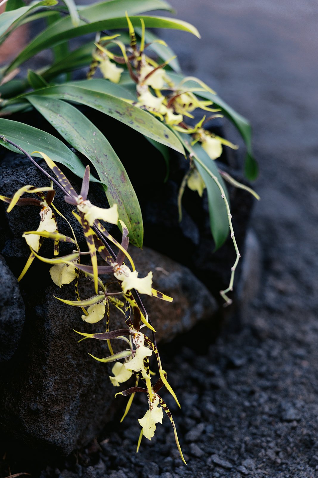 Hawai’i-Land-and-Garden-Works-259.jpg