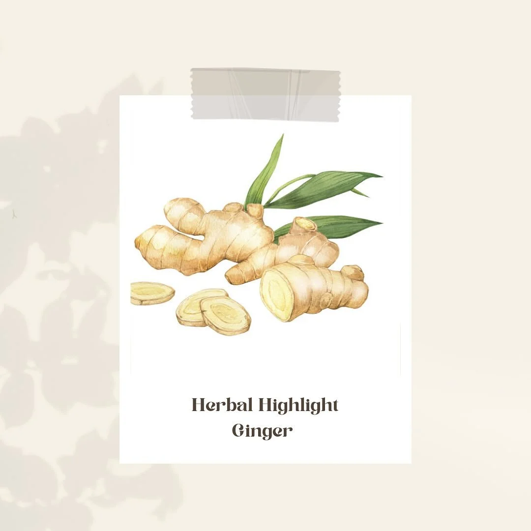 🌿 Herbal Highlight: Zingiber officinale 🌿

Also known as Ginger, this warming root is a powerhouse for digestion and circulation. Traditionally used to ease nausea, stimulate appetite, and support healthy inflammation responses, Ginger is both a ki