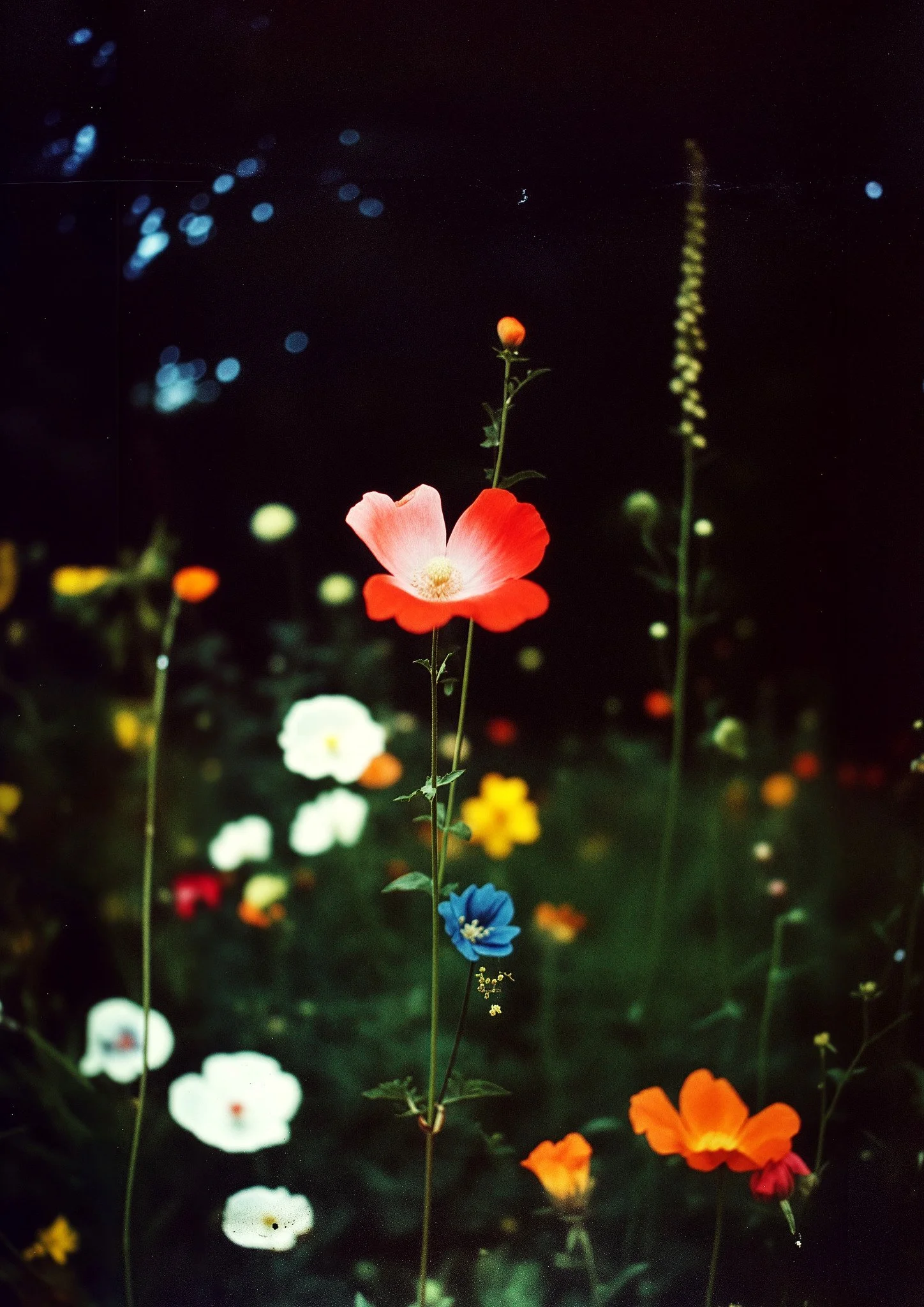Night Garden No.2, 2025
