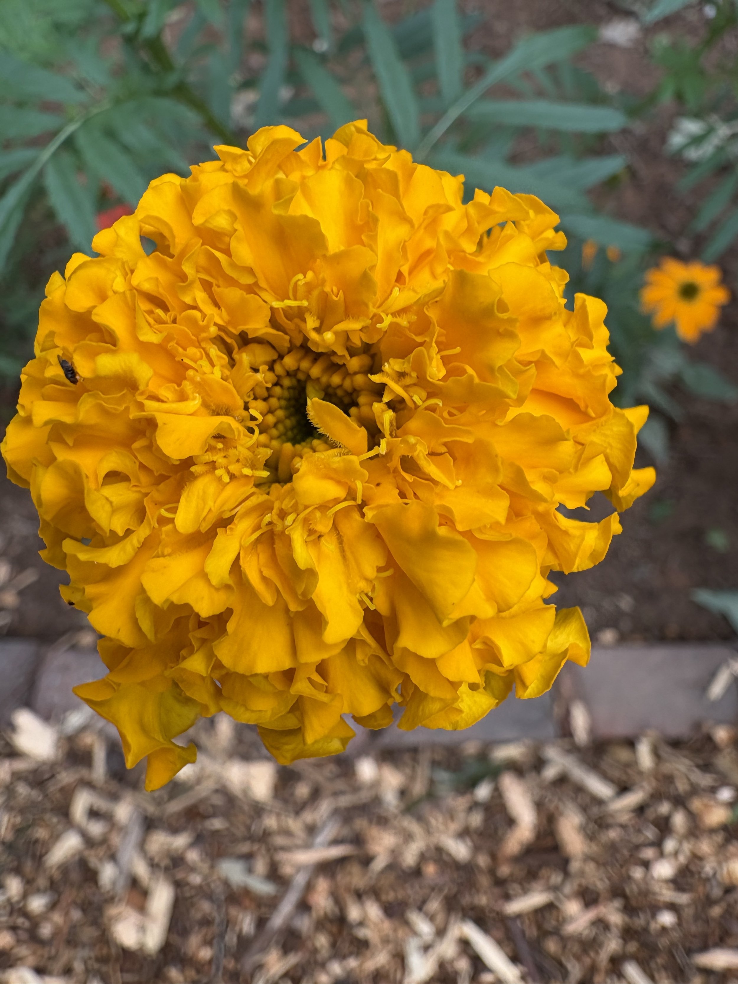 IMG_5342.jpeg
